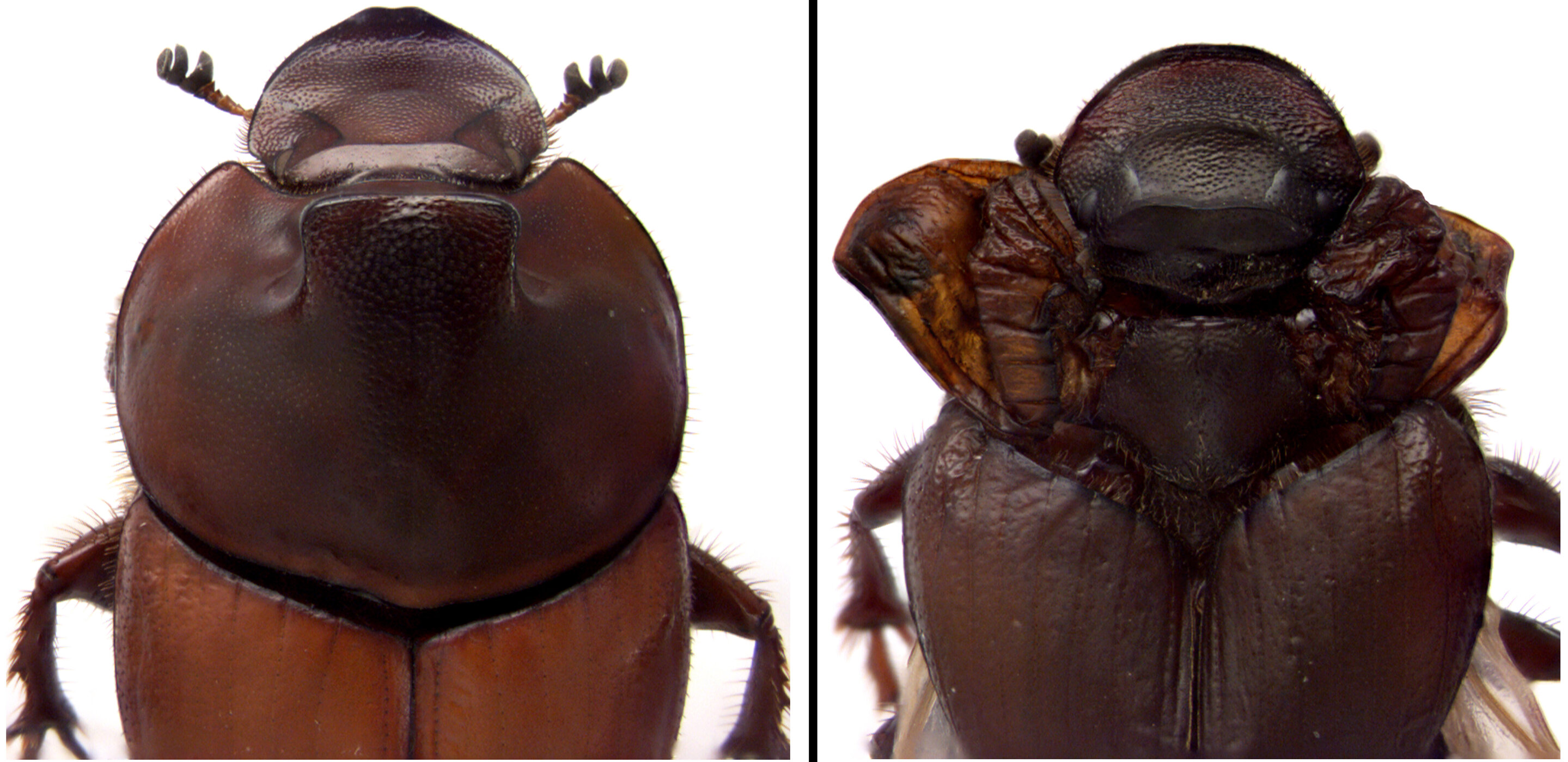photo of Dung beetle discovery revises biologists' understanding of how nature innovates image