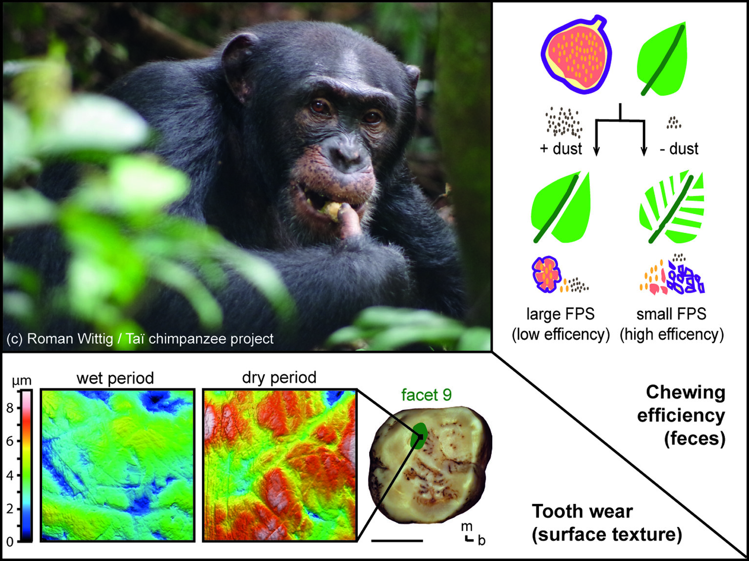 chimpanzee teeth facts