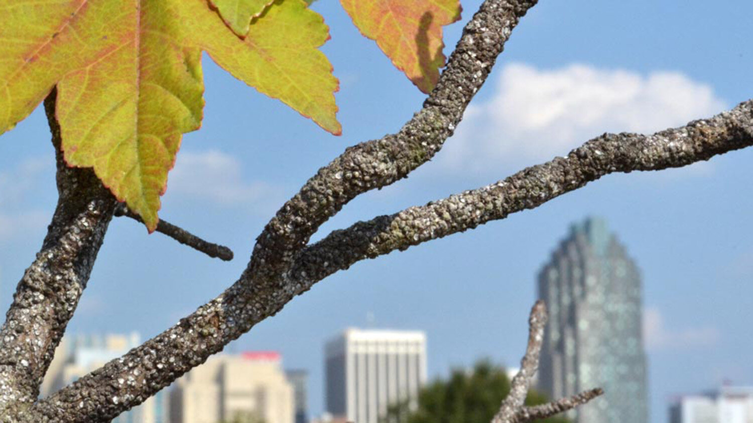 Dying trees in cities? Blame it on the concrete
