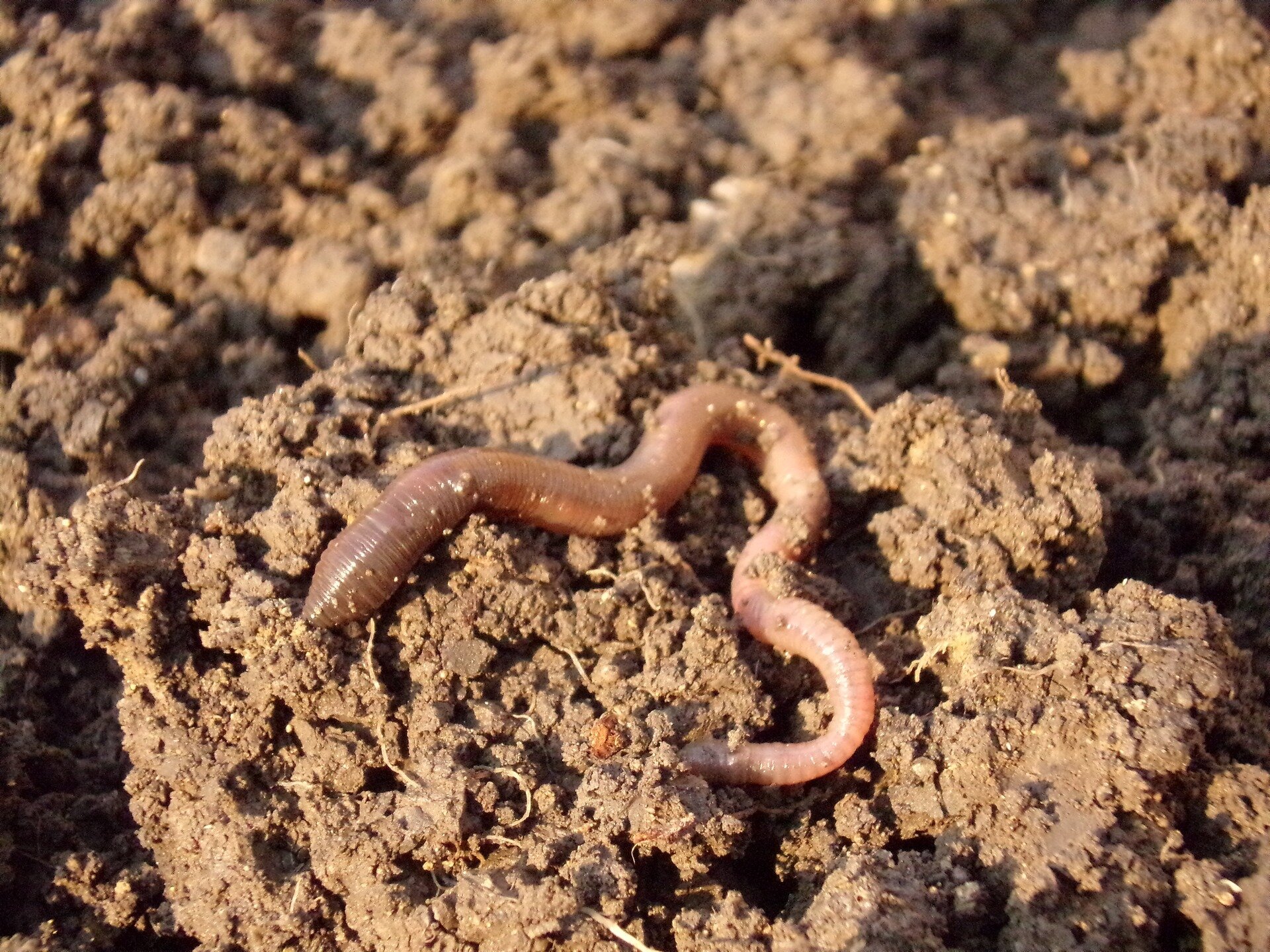 Earthworms contribute to 6.5% of world grain production: study