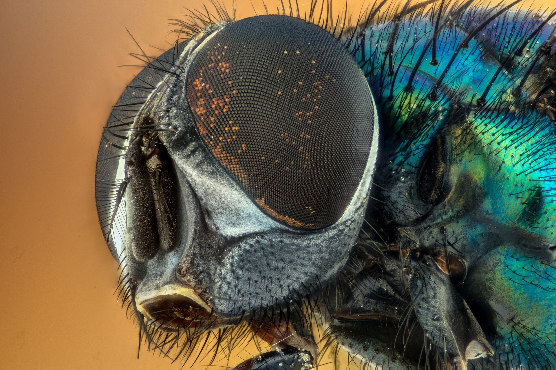 Size of fly's eyes and nose reflect its behavior during mating and