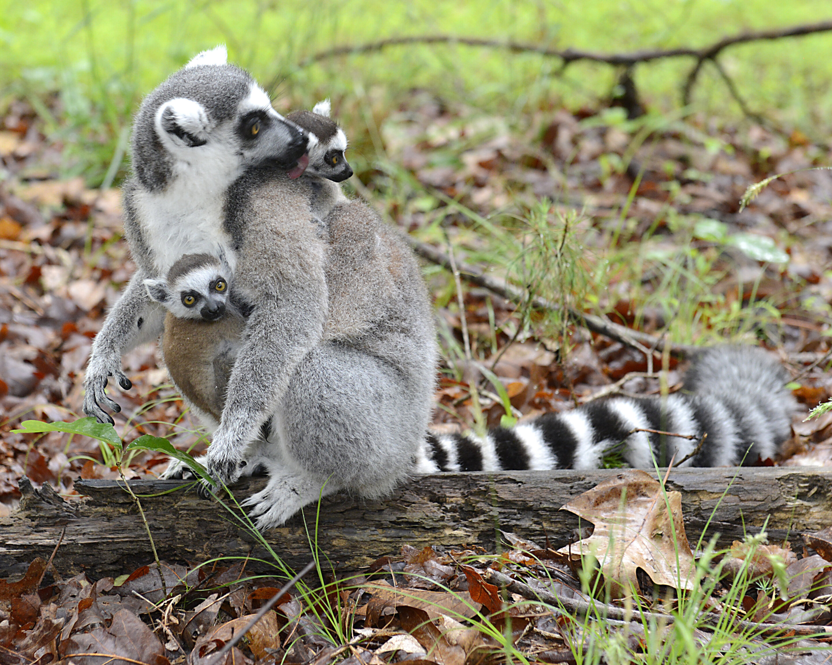 photo of For lemurs, sex role reversal may get its start in the womb image