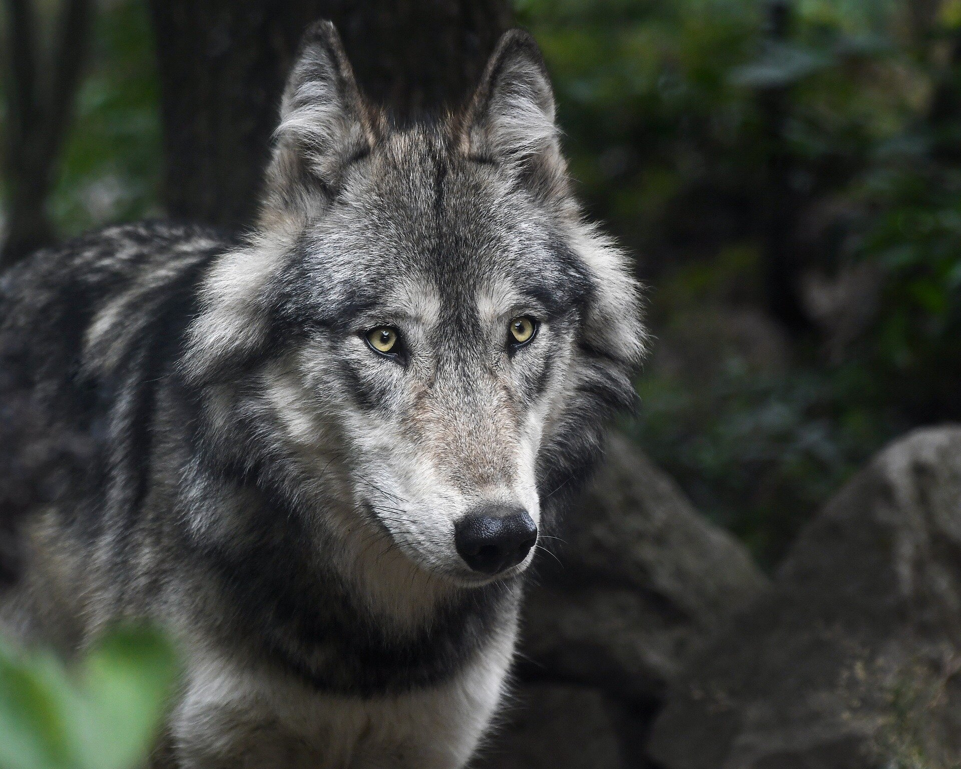Trump administration drops gray wolf from endangered species list