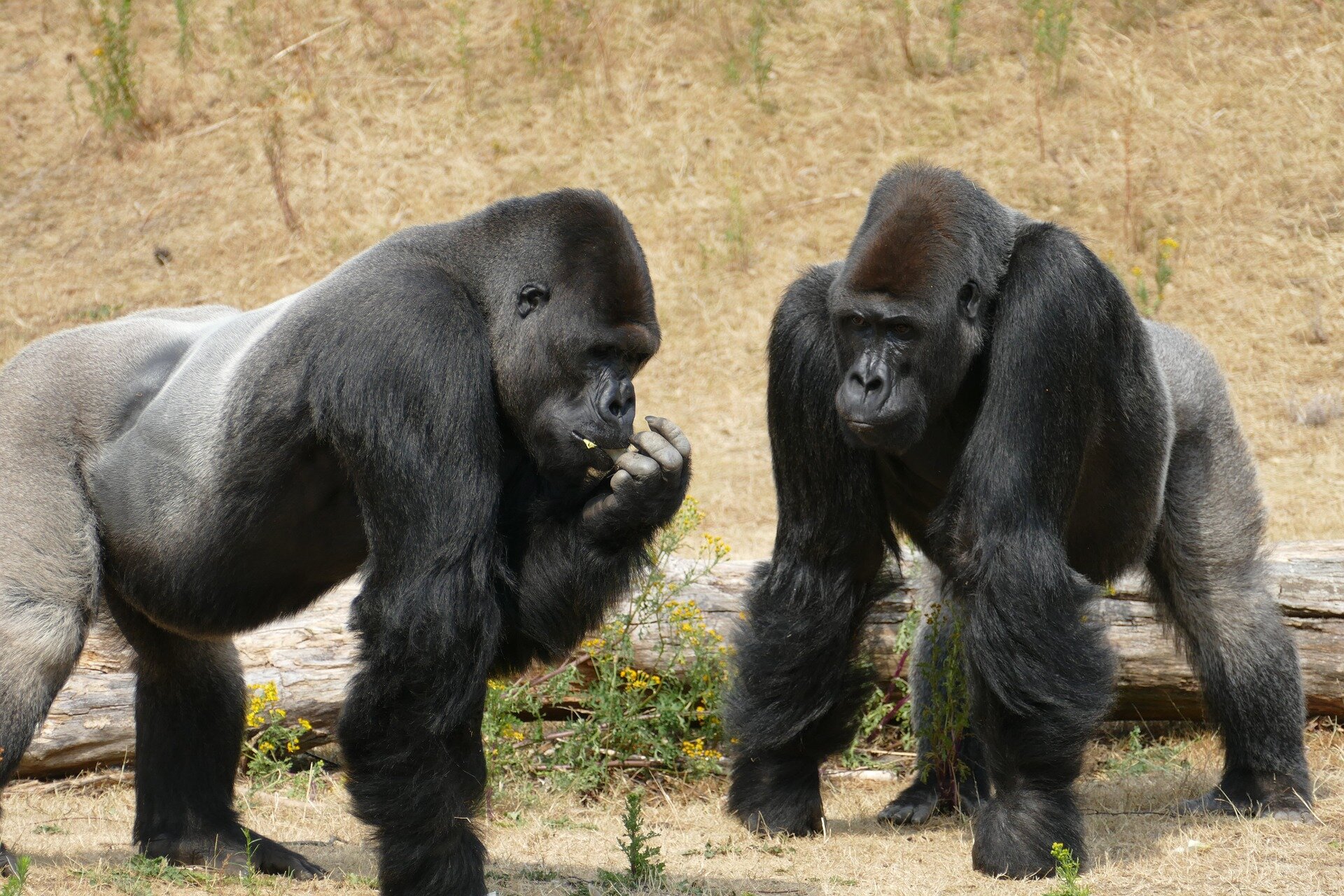 #Dizzy apes provide clues on human need for mind altering experiences