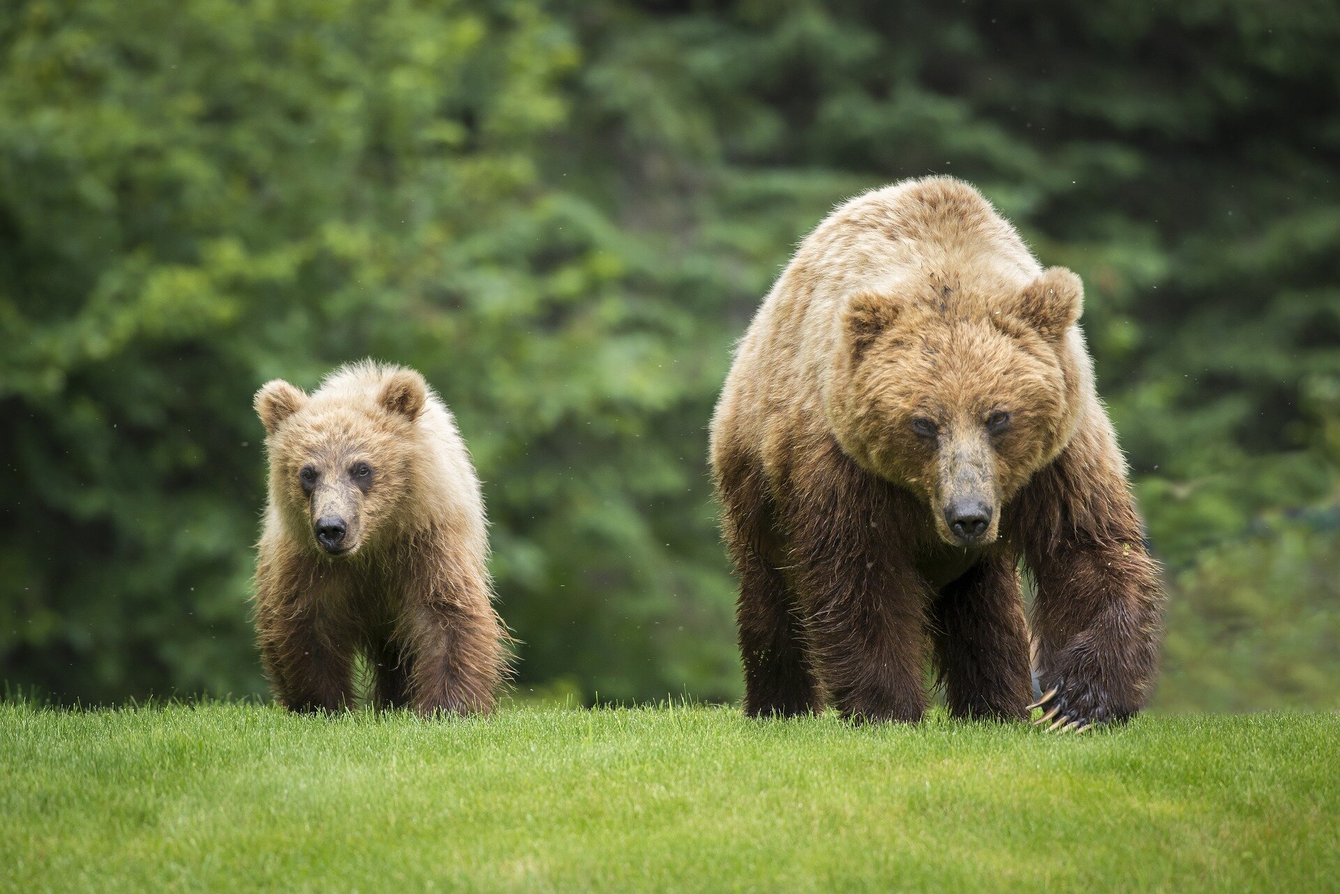 photo of Grizzlies are returning to Washington's North Cascades. How will that work? image