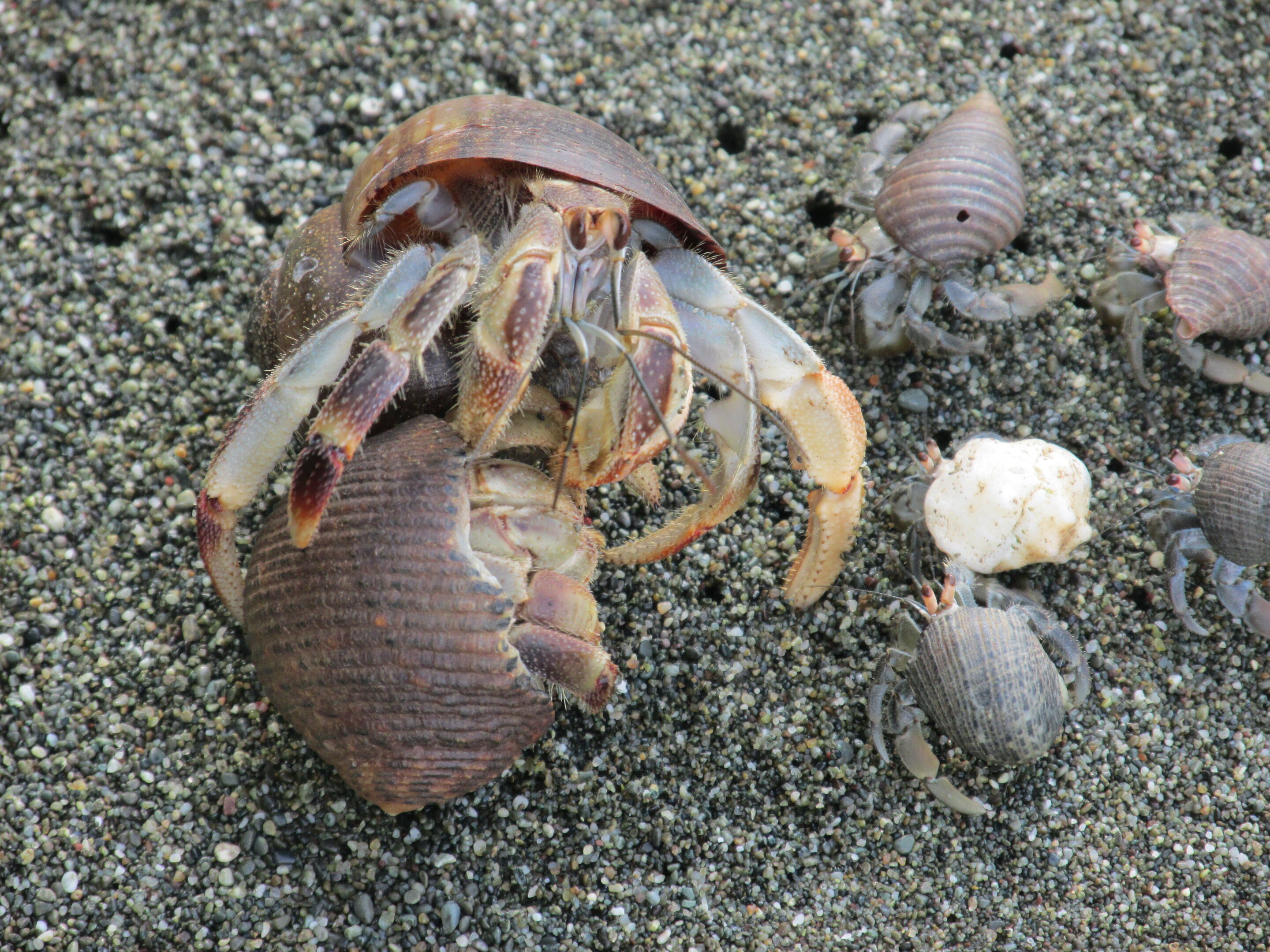 Hermit Crabs Found To Use Vibration To Ward Off Would be Shell Evictors