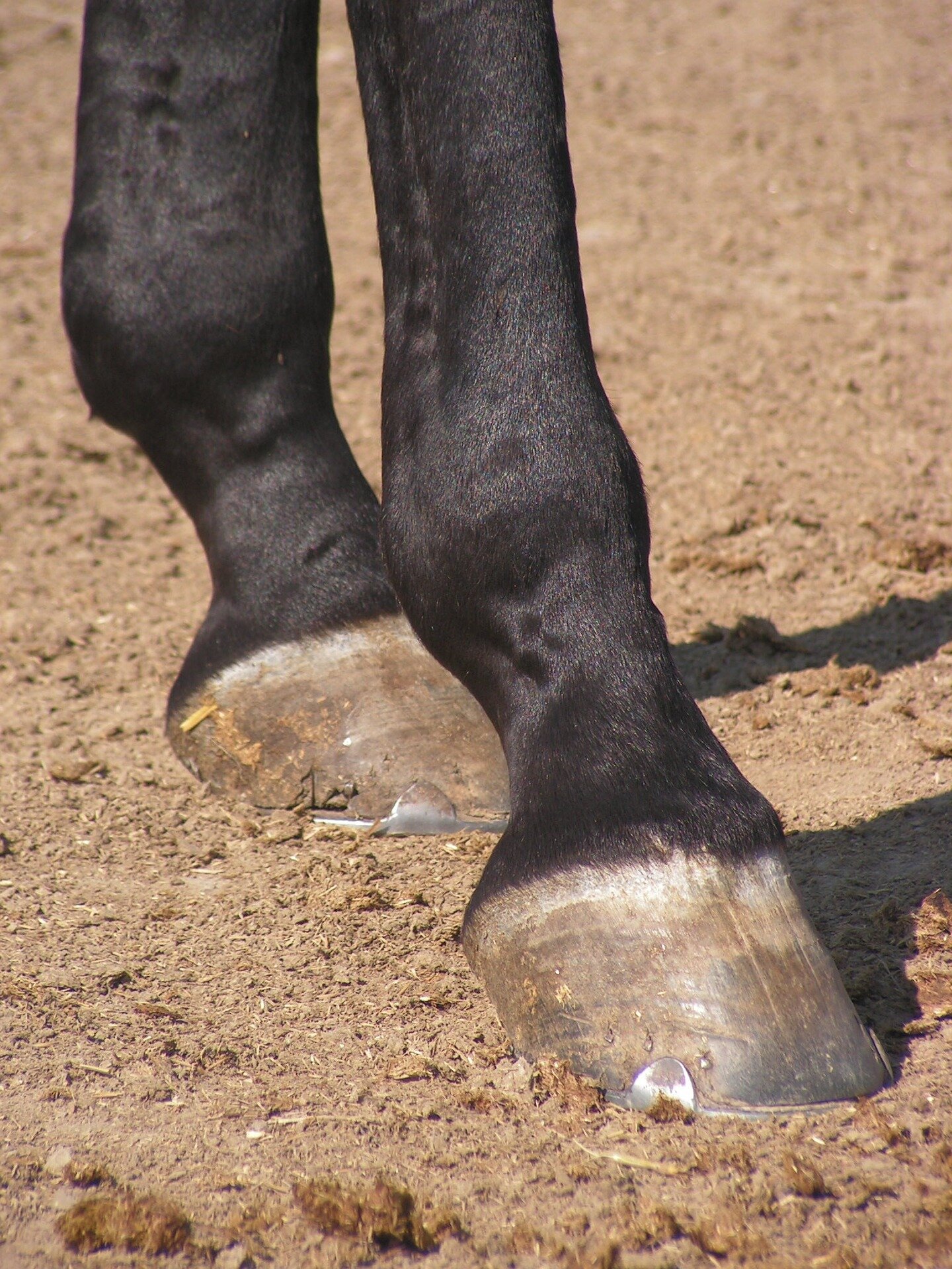 Is one toe really better than three? How horse' legs evolved for travel