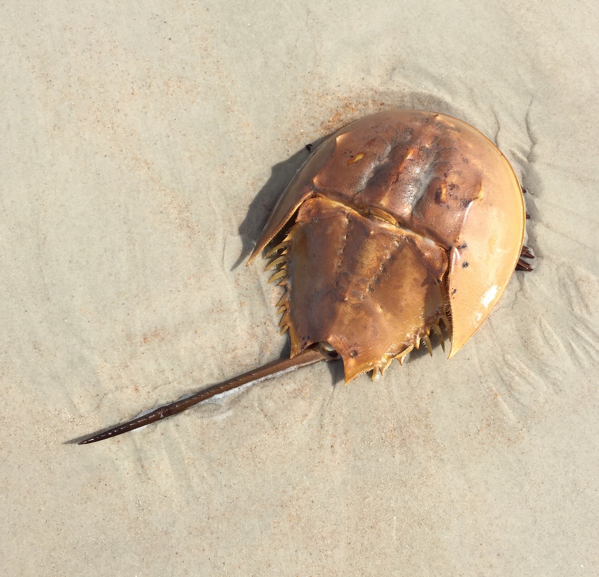 photo of Into watching horseshoe crabs have sex? Florida needs your help image