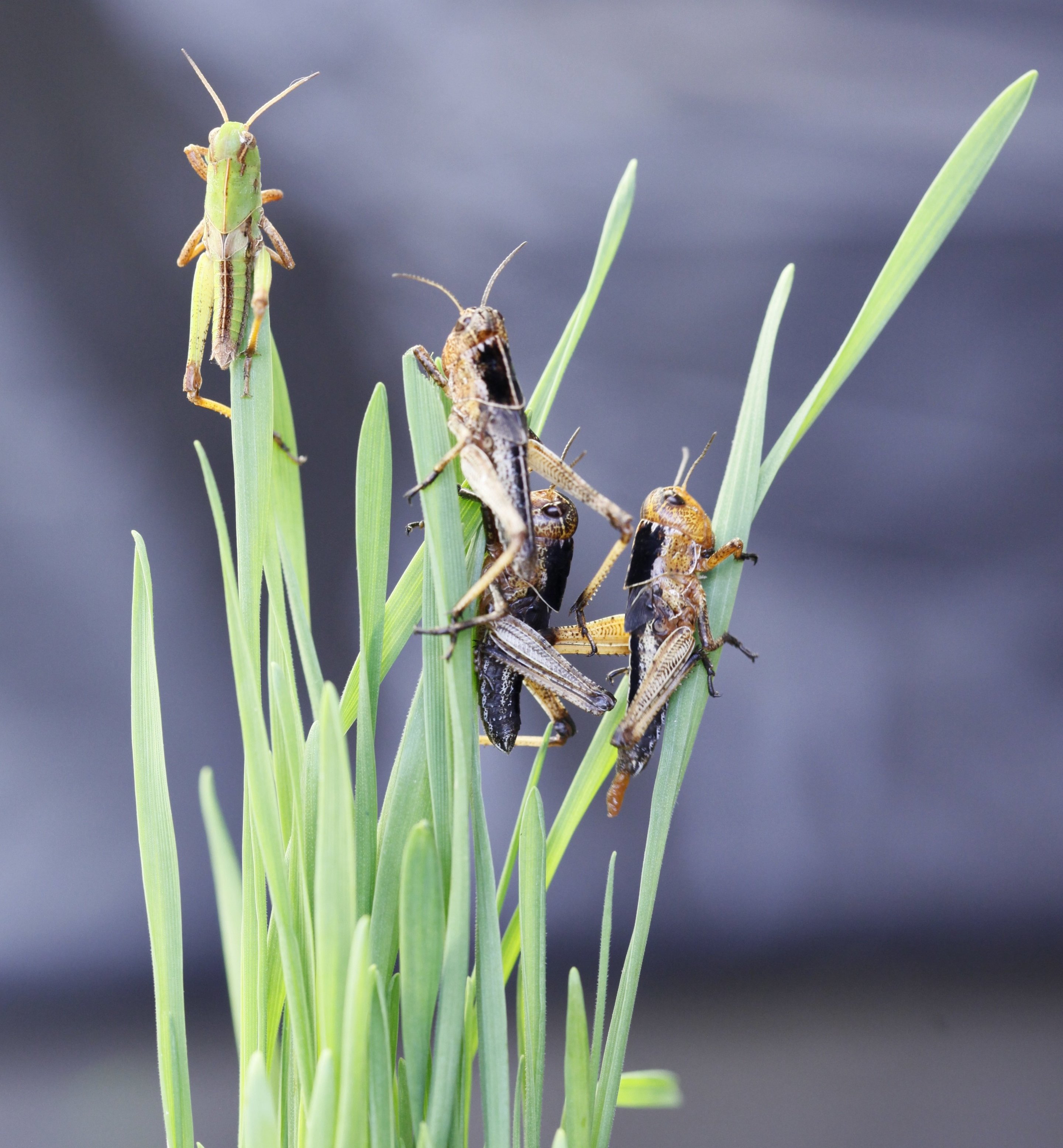 How Locusts Switch Colours In Different Settings