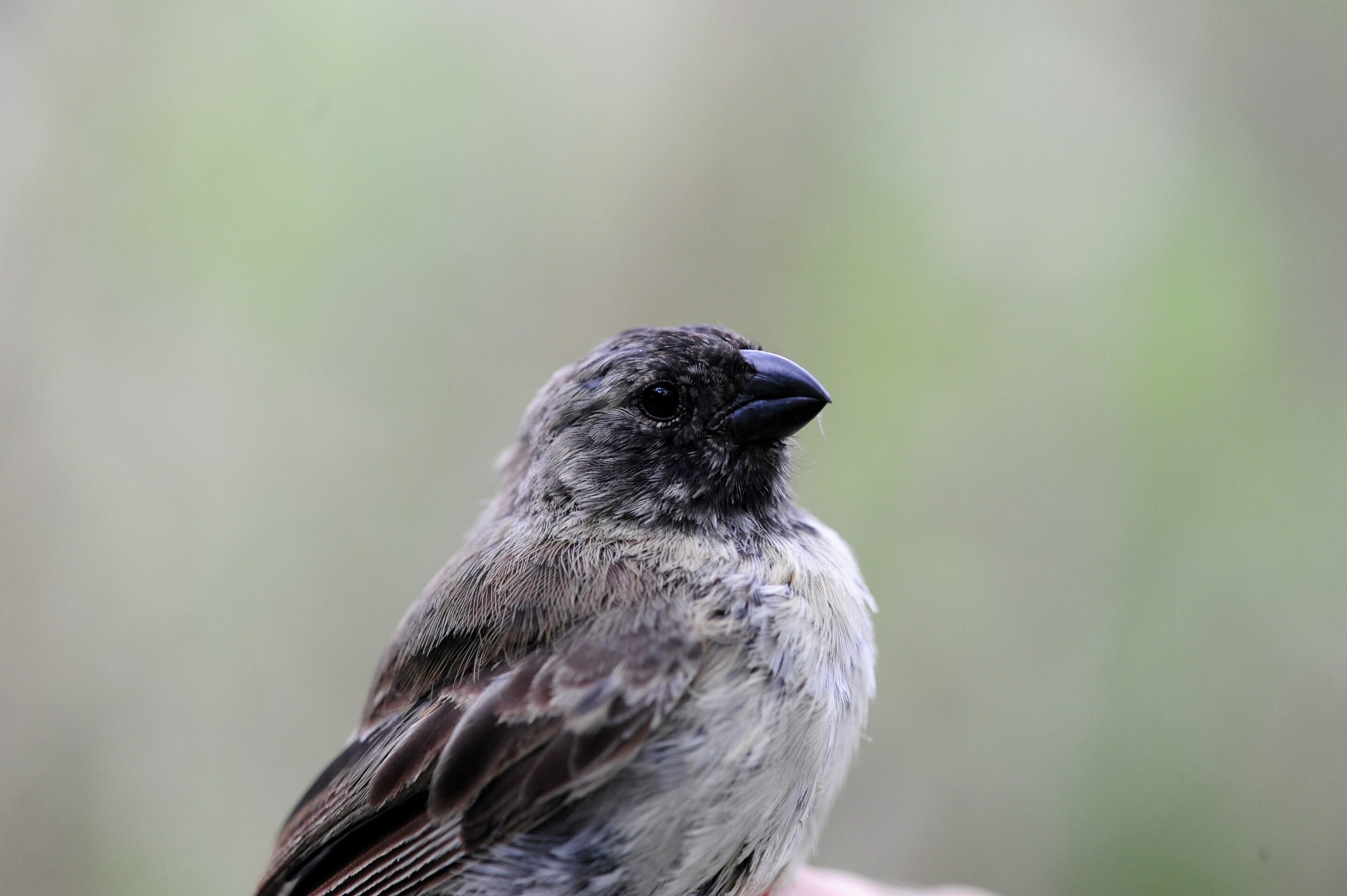 Гибриды подмосковья. Гибридная птица. Finches on Islands. Hybrid male. Silver Finch Albina.