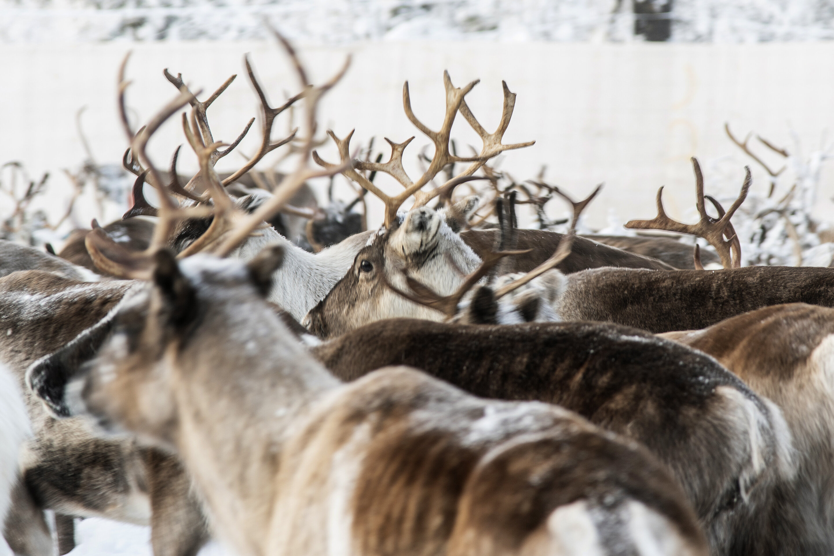 In Sweden's Arctic, global warming threatens reindeer herds - Phys.Org