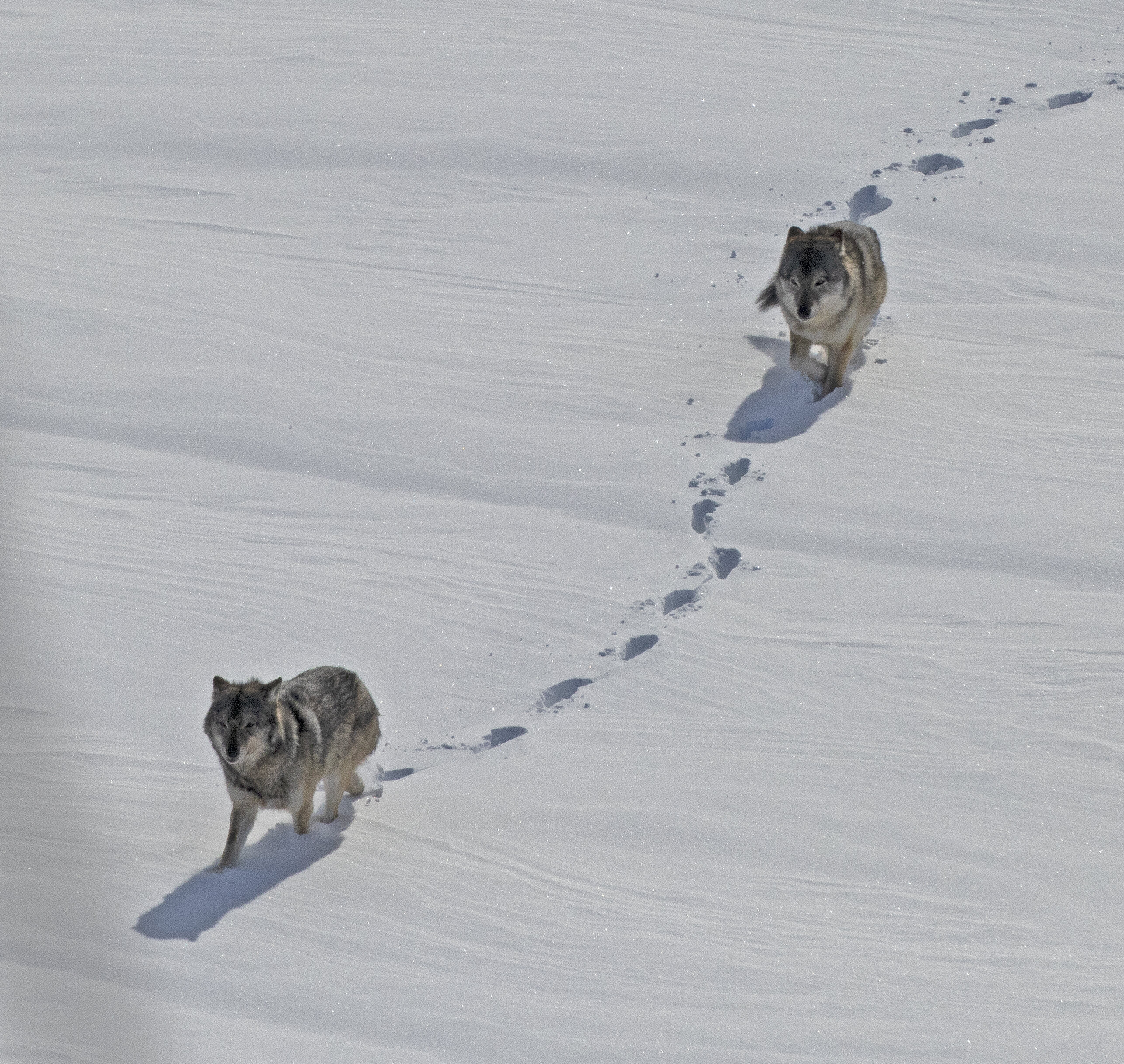isle-royale-winter-study-13-new-wolves-20-radio-collared-moose