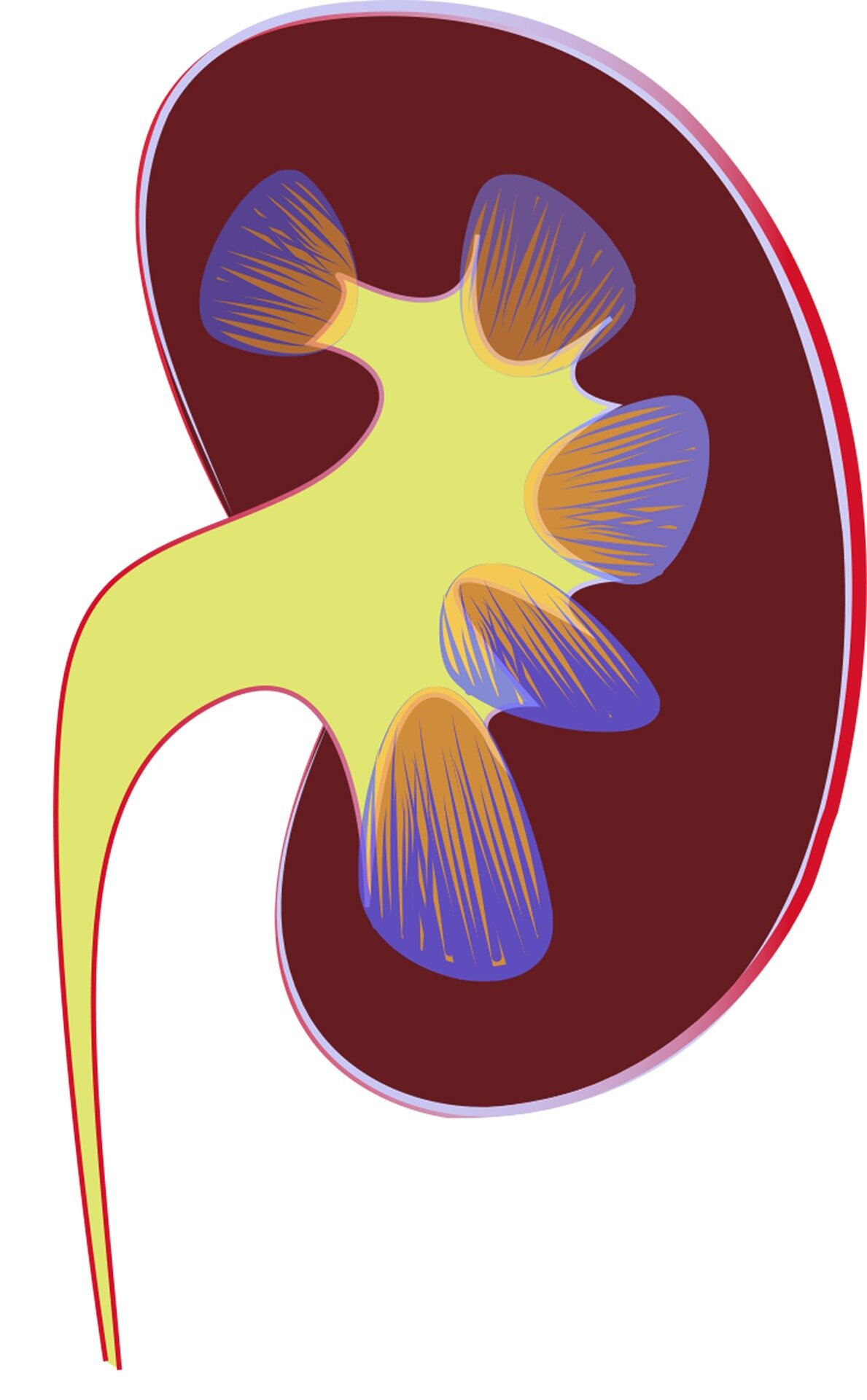 #Study examines the effects of COVID-19 on human kidney cells