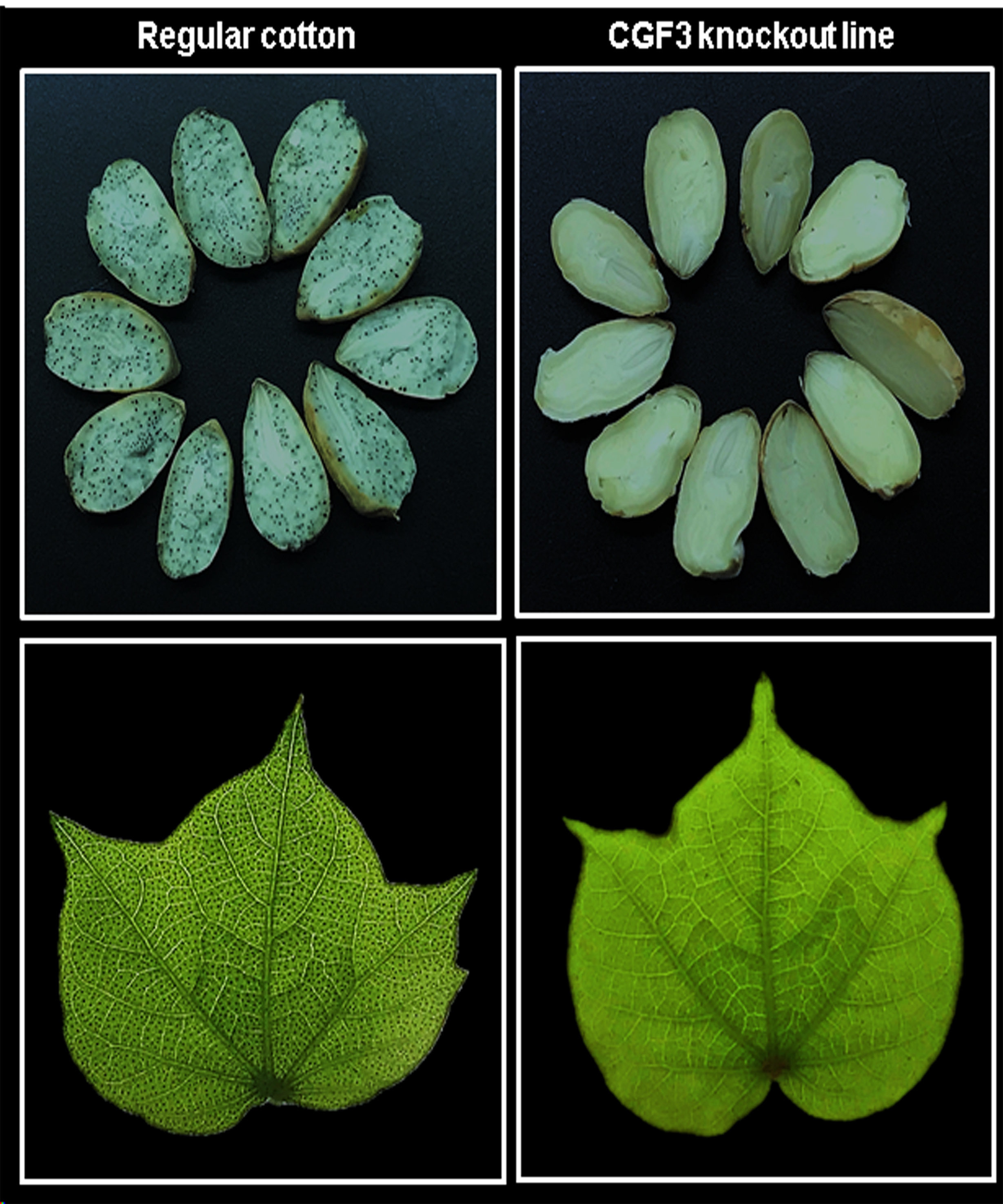Manipulation of gossypol-containing glands in cotton can boost plant's  natural defenses