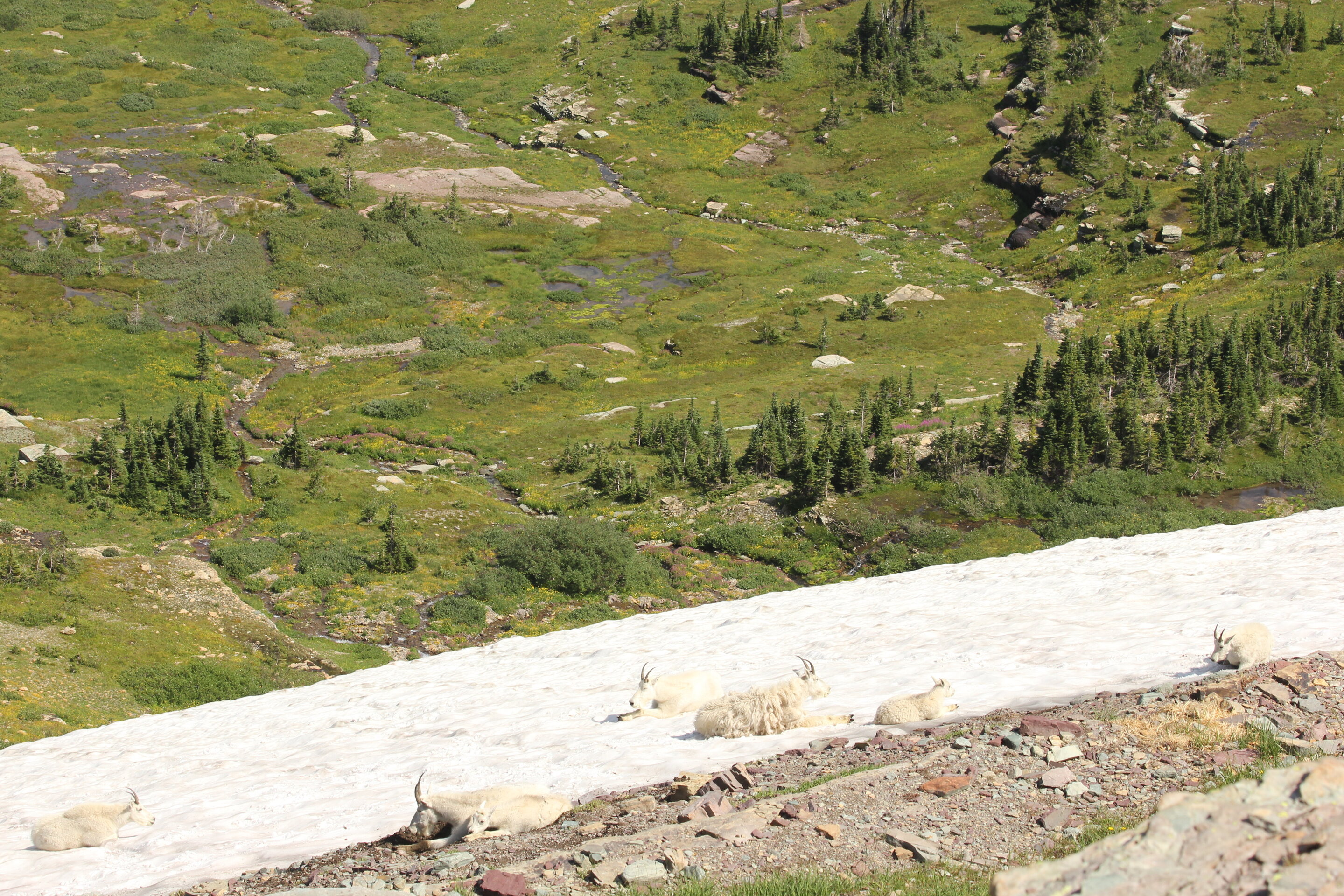 photo of Mountain goats' air conditioning is failing, study says image