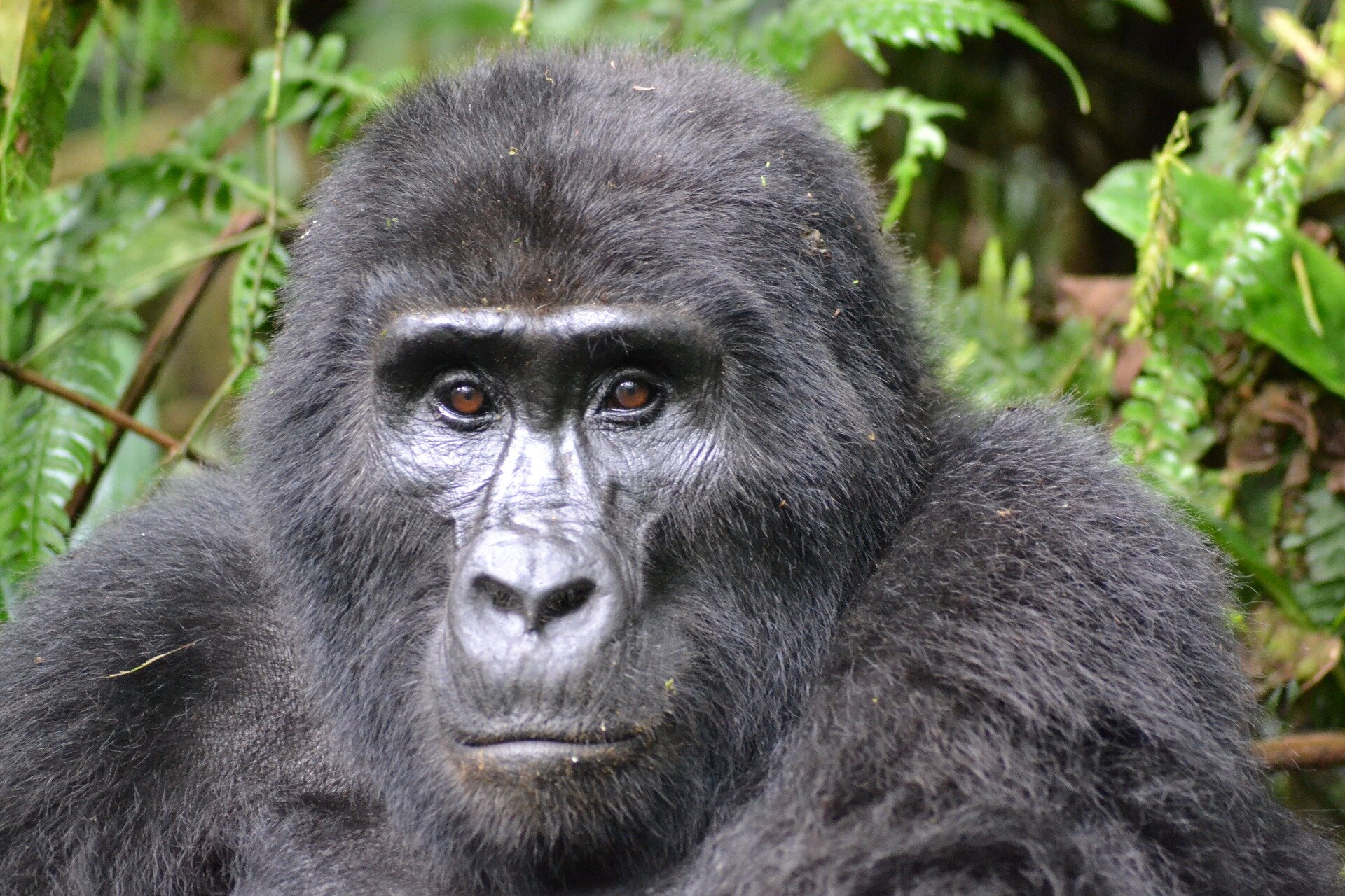 male mountain gorilla