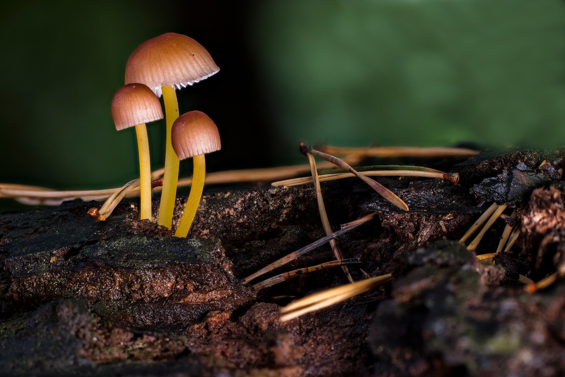 Fungi fashion: Can mushroom leather shape a sustainable future