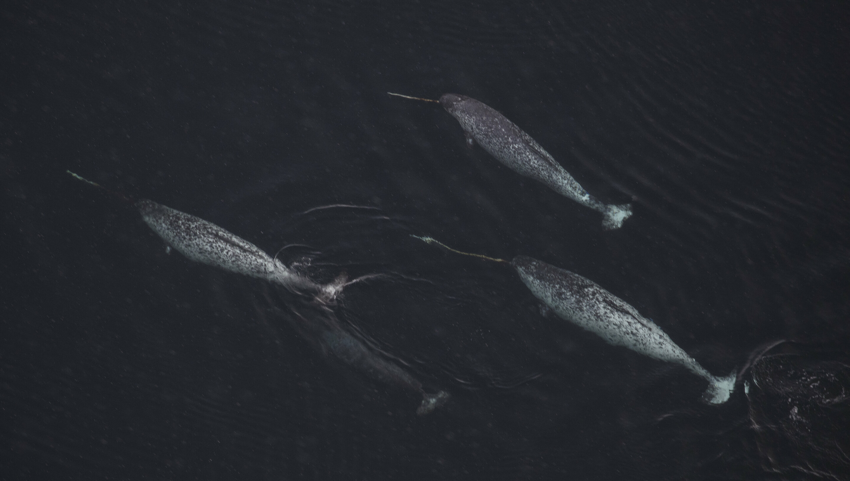 narwhals eating