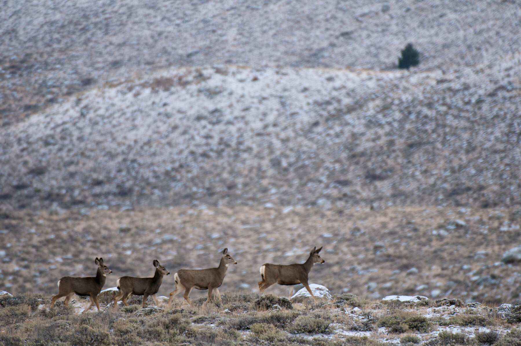 photo of Migrating mule deer don't need directions: study image