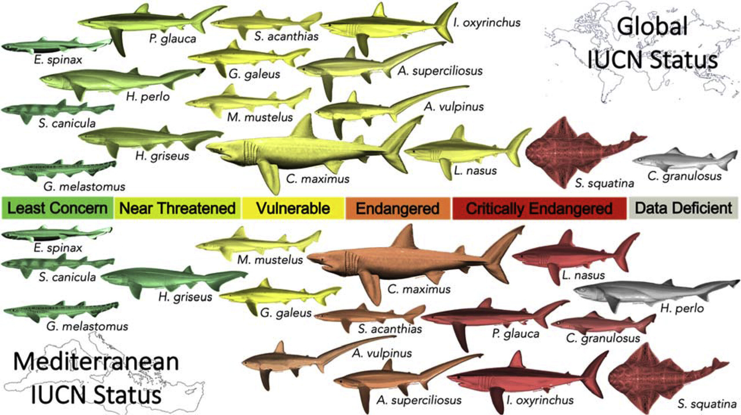 Shark Species