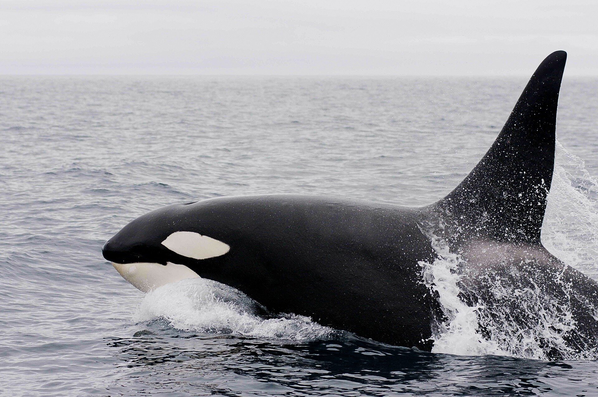 Apparent new orca calf spotted in endangered pod near British Columbia