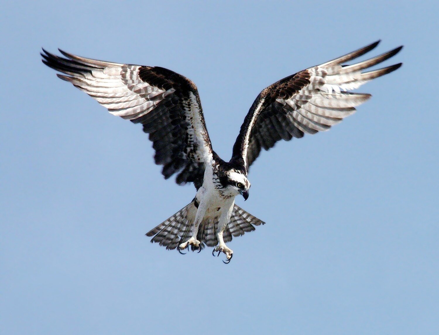 Florida pulls Keys' ospreys from endangered animals list as numbers climb  statewide