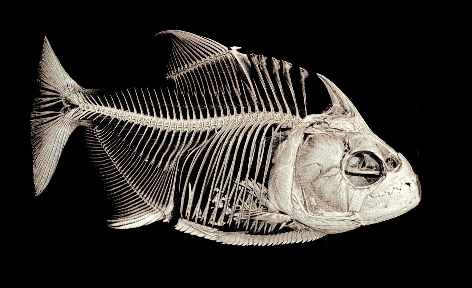 photo of Piranha fish swap old teeth for new simultaneously image