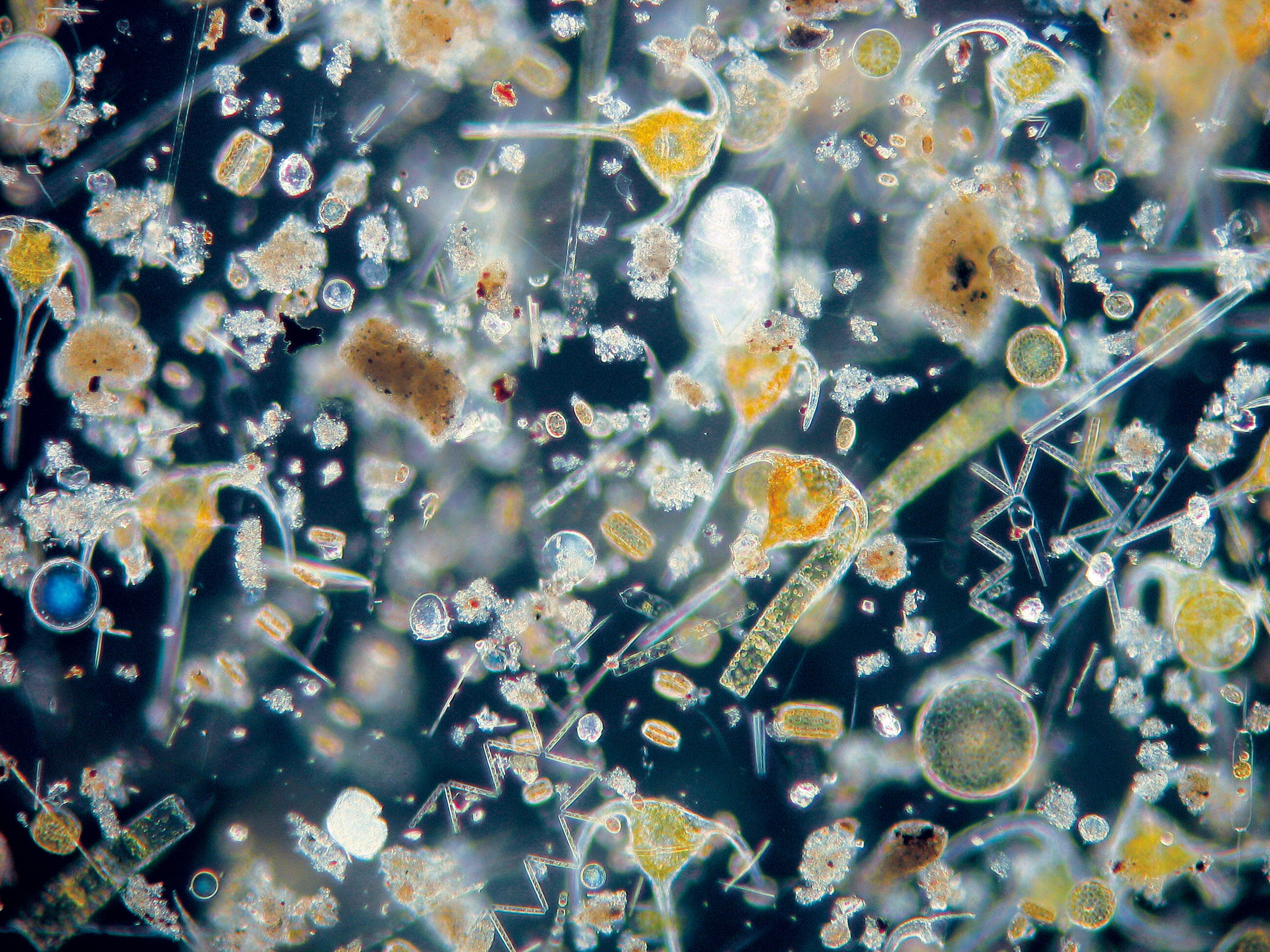 Скопление живых организмов. Водопроводная вода под микроскопом. Водопроводная вода под микроскопо. Морская вода под микроскопом. Микроорганизмы в воде под микроскопом.