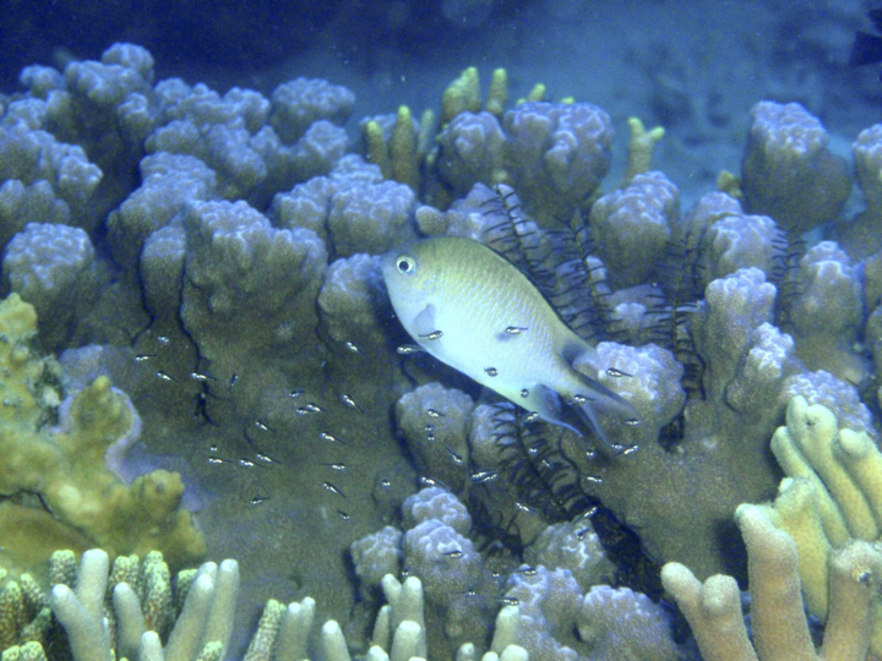 photo of Reef fish caring for their young are taken advantage of by other fish image