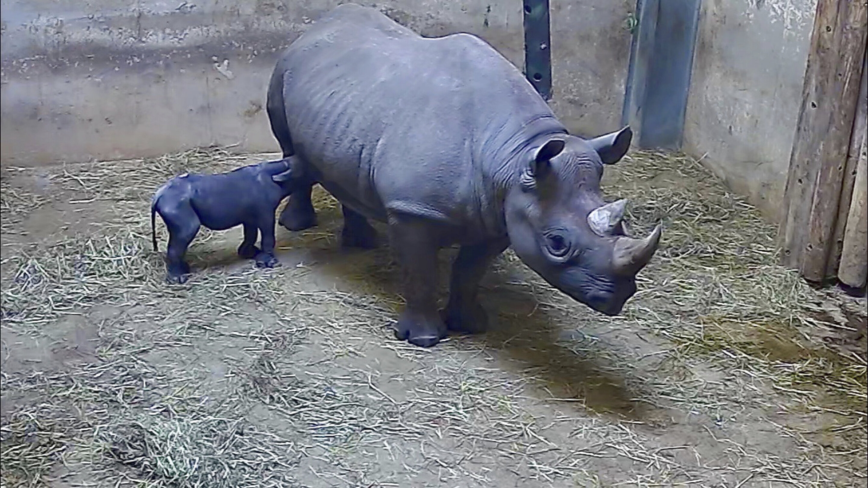 Сколько детенышей носорога родилось в 2001 году. Носорог малыш. Самый маленький носорог.
