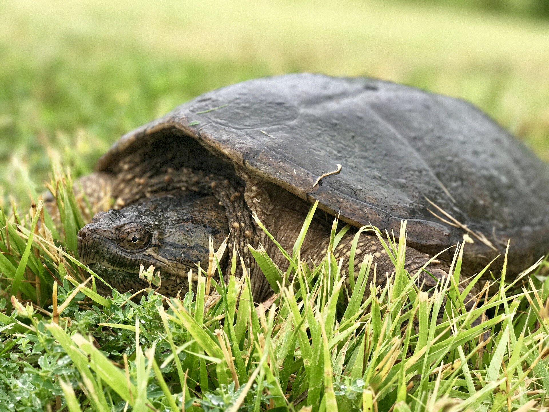 Turtle отзывы. Каймановская черепаха. Грифовая черепаха. Черепаха на траве. Черепашка в траве.