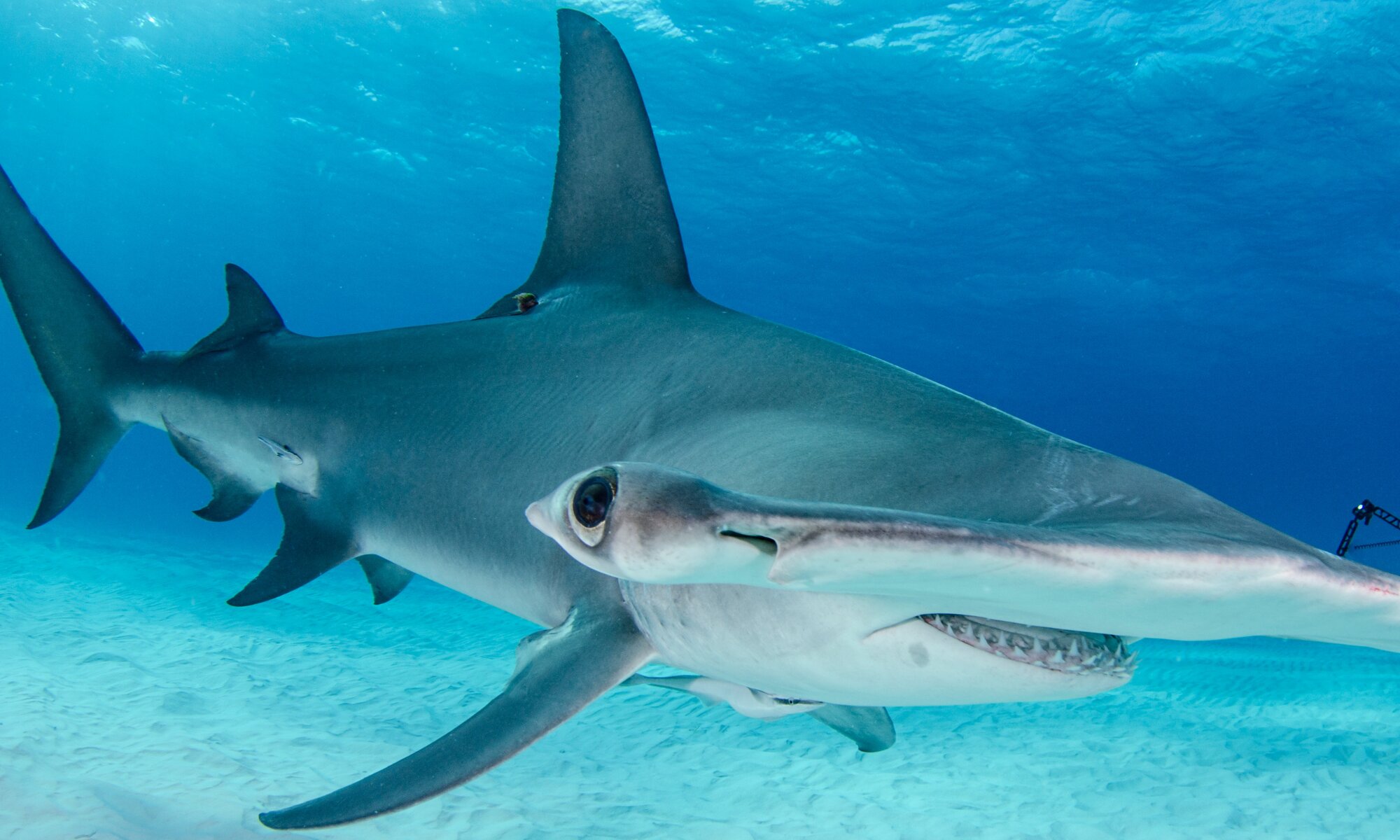 Softening the blow for hammerhead sharks and tropical hardwoods