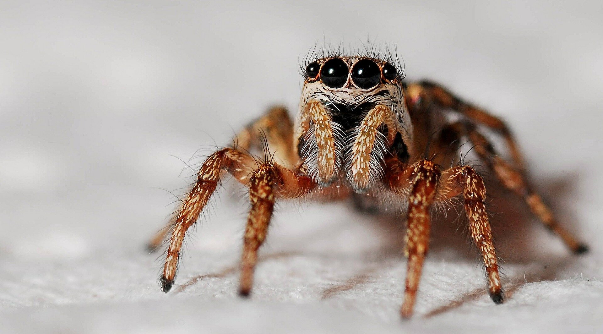 How can spiders locate their prey?