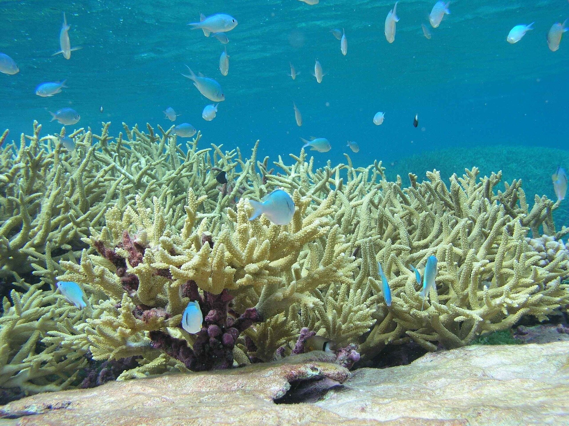 Salty Air Top  Surface Blue – Coral Reef Swim
