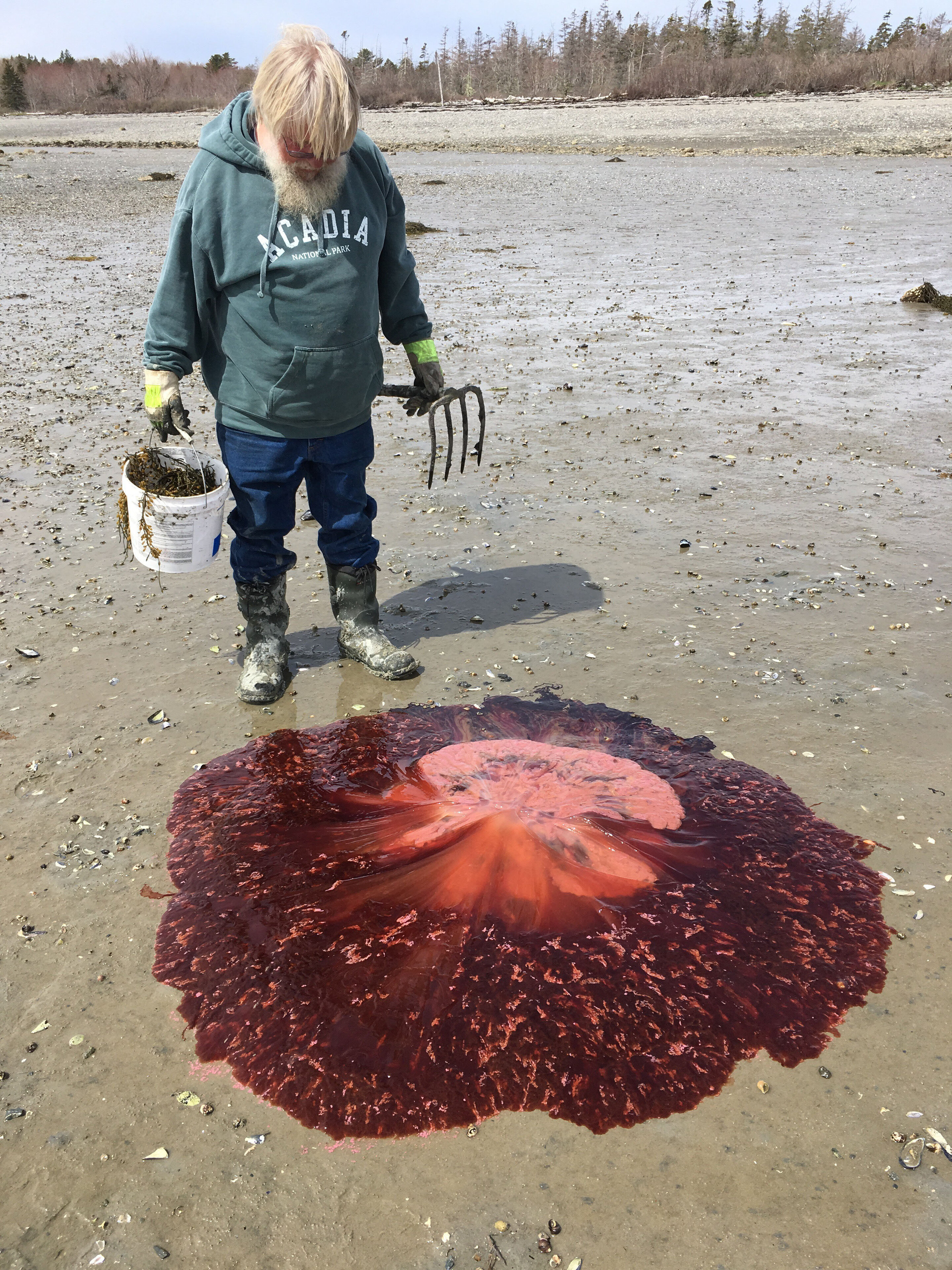 photo of Summer of Blob: Maine sees more big, stinging jellyfish image