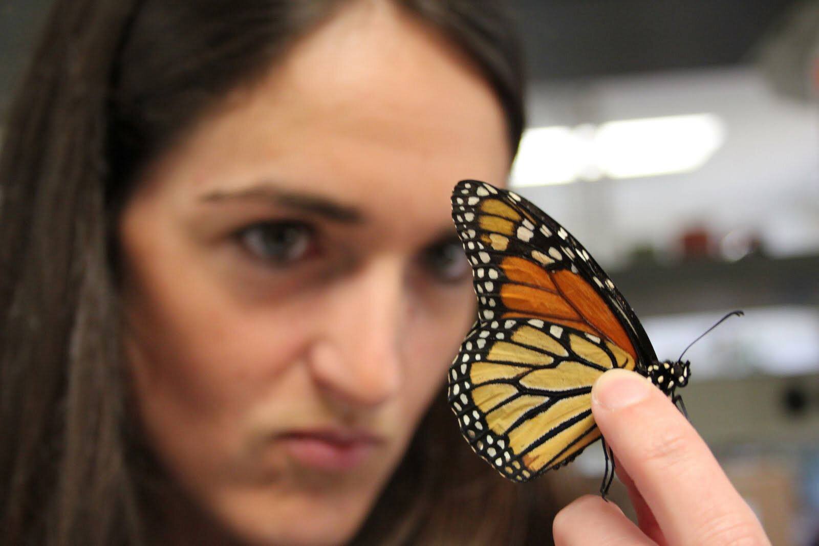 photo of Team finds link between vitamin A and brain response in Monarch butterflies image