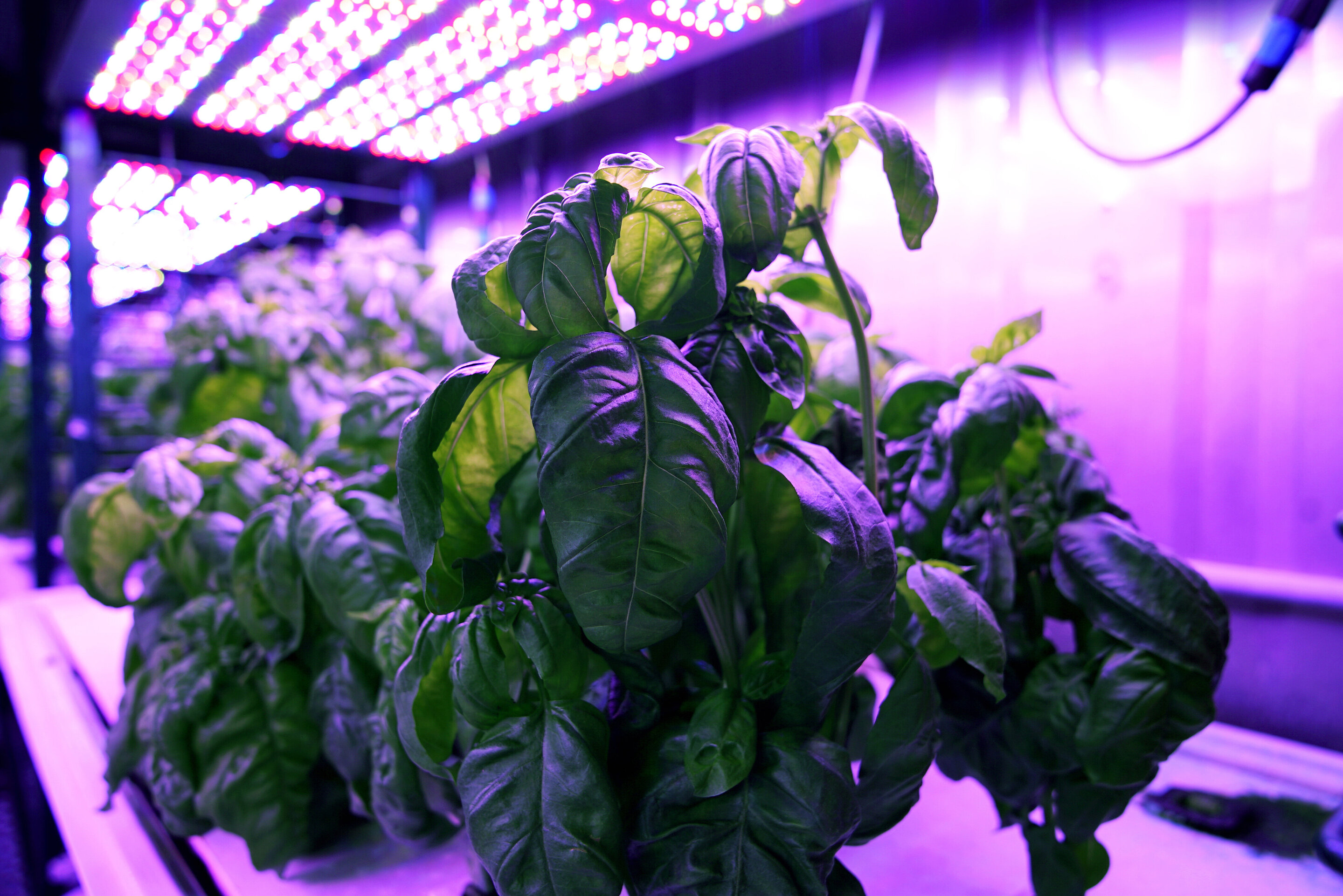 Agriculture: Machine learning can reveal optimal growing conditions to  maximize taste, other features
