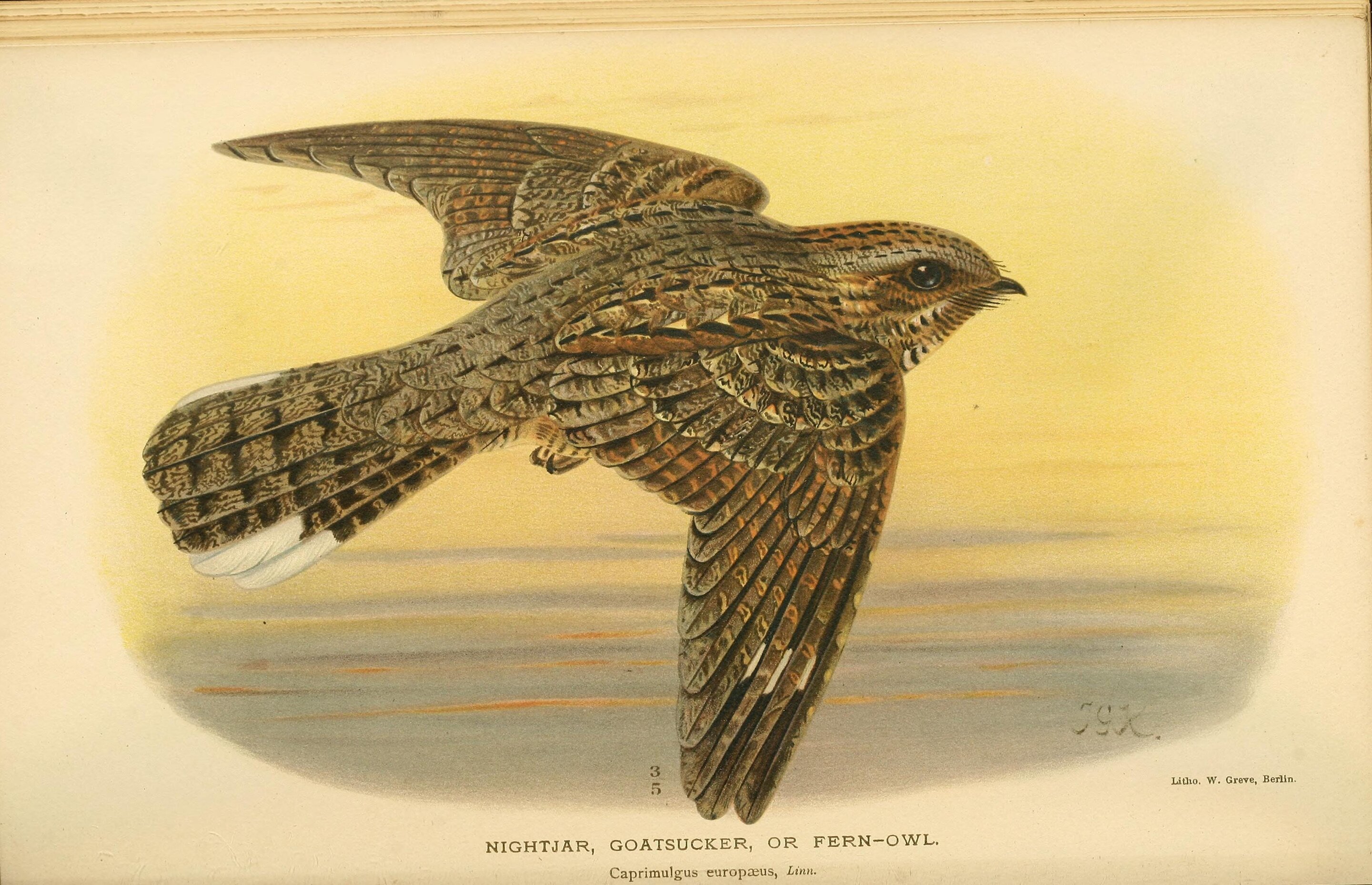 photo of The lunar cycle drives the nightjar's migration image