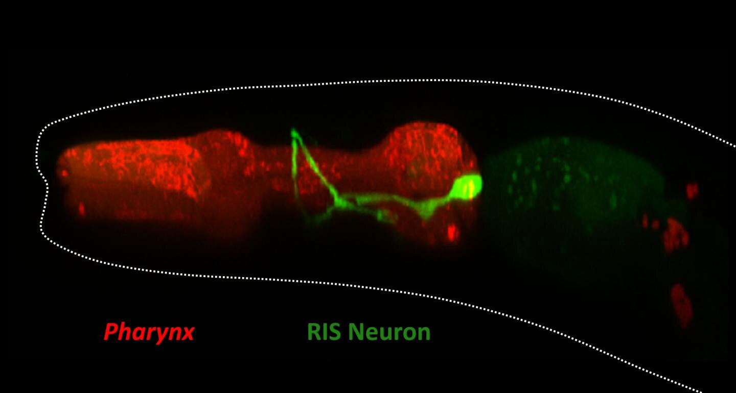 photo of The sleep neuron in threadworms is also a stop neuron image