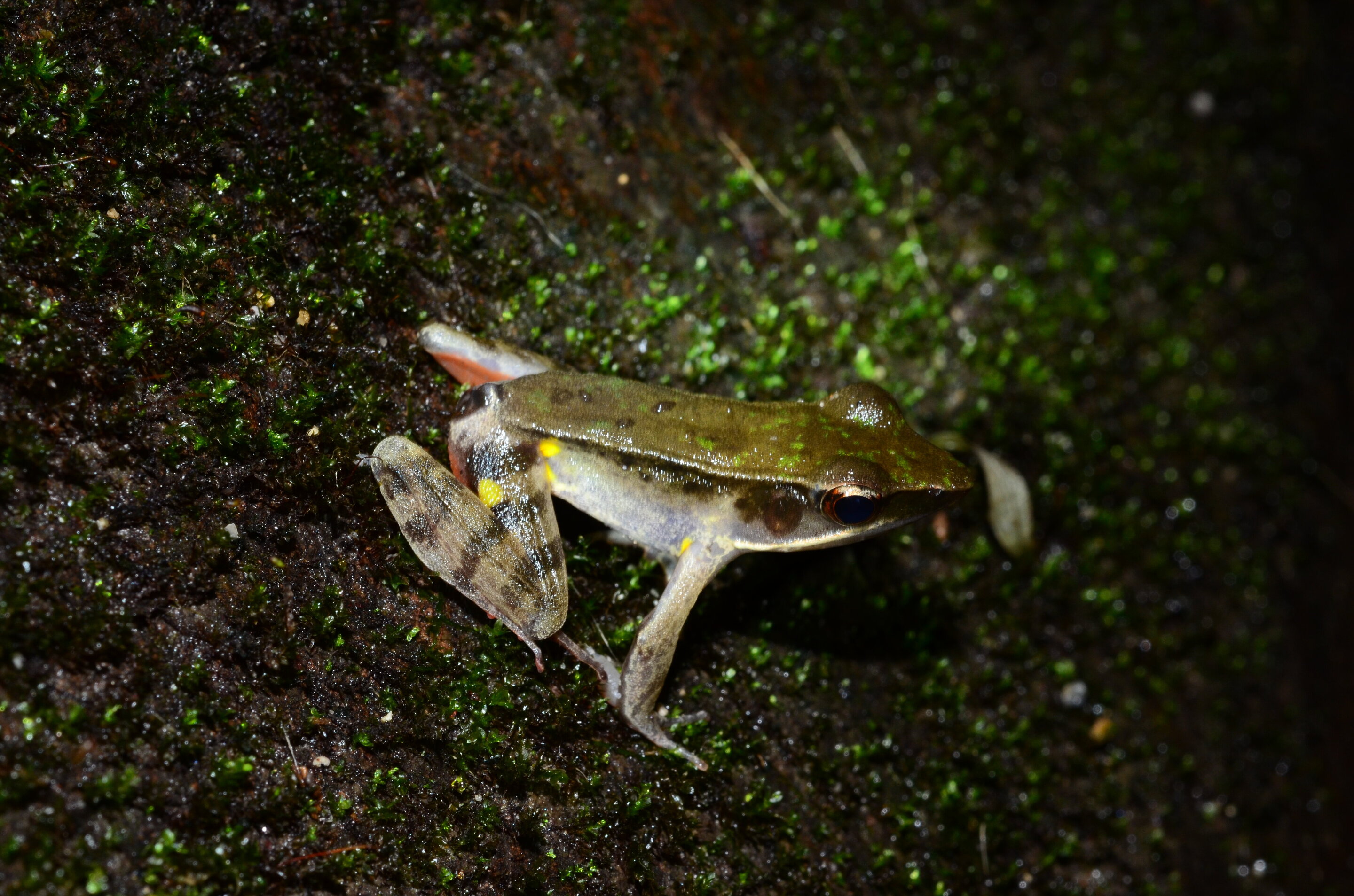 The truth about a true frog: Unknown Costa Rican frog hidden amongst a ...