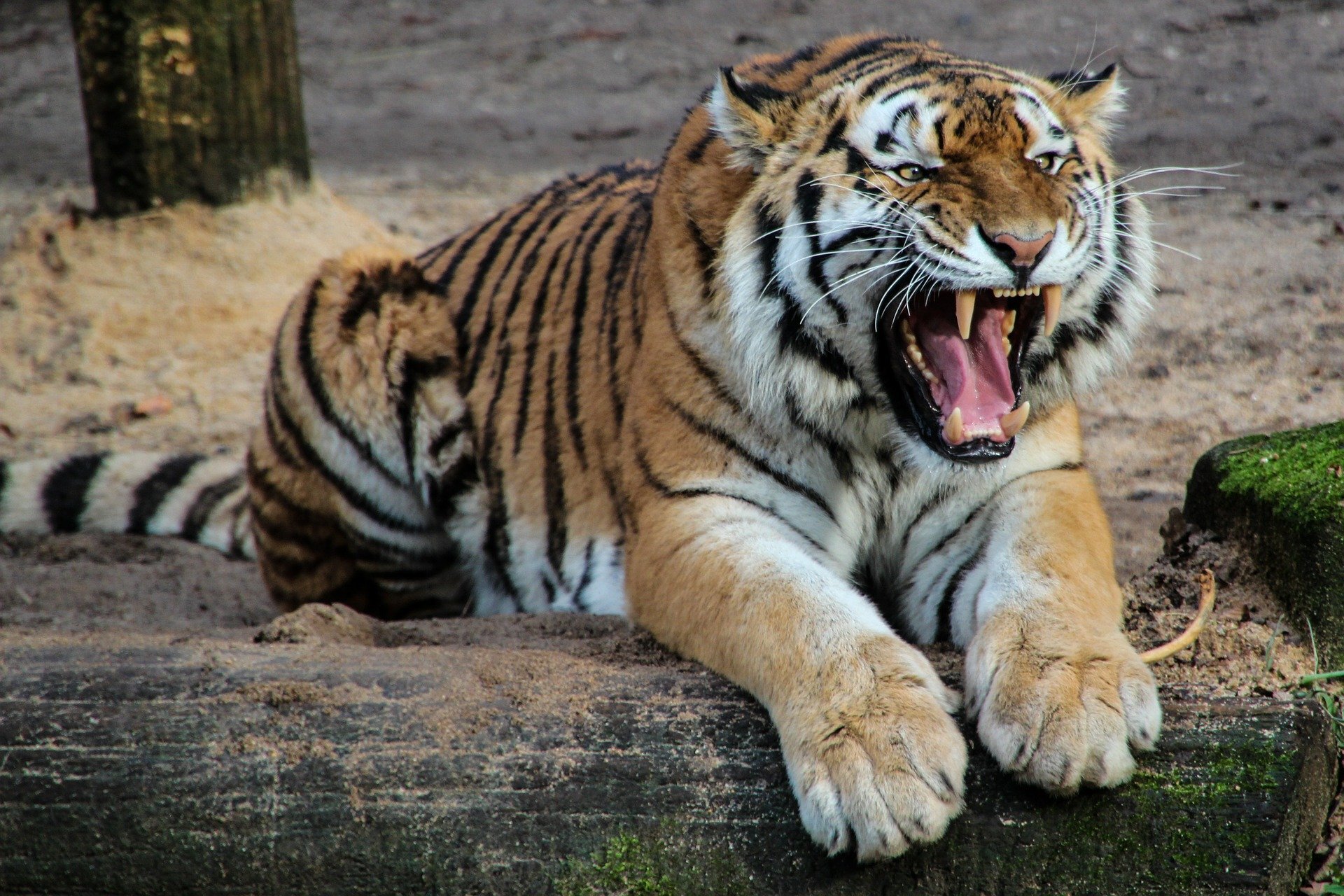 bronx zoo tiger