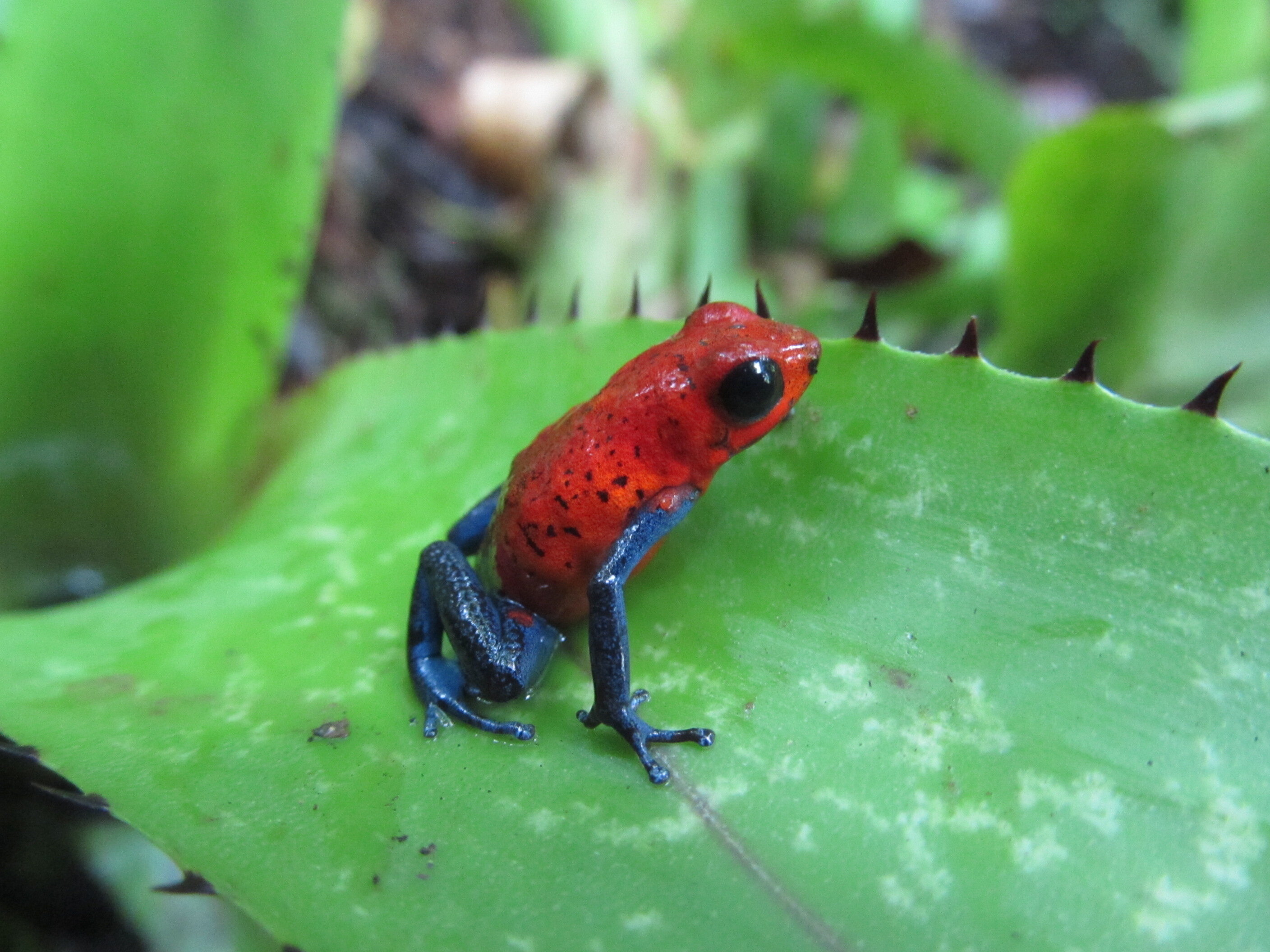 To learn how poison frogs are adapting to warmer temperatures