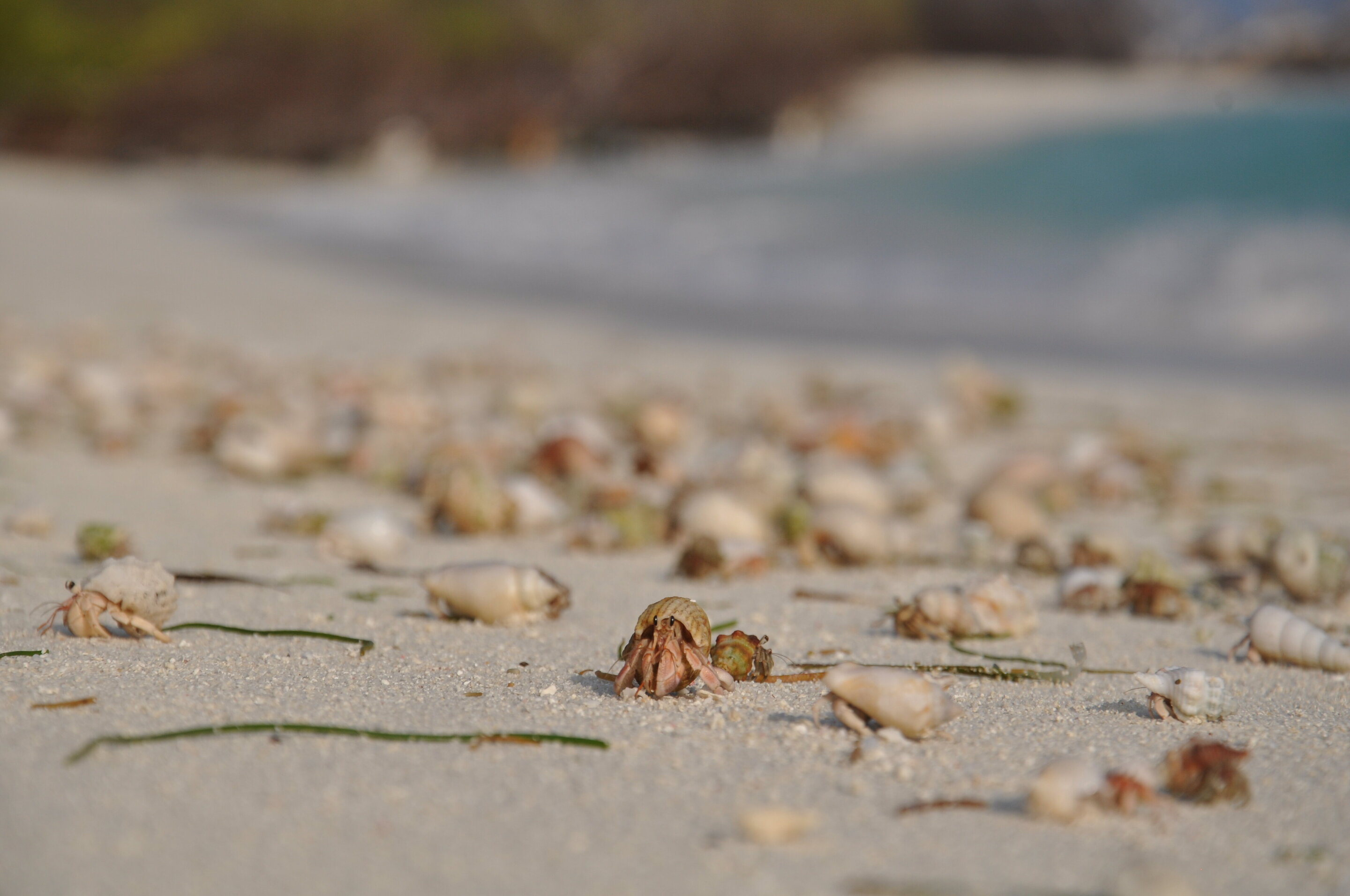 Hermit-crabs-dwelling-on-sandy-shores