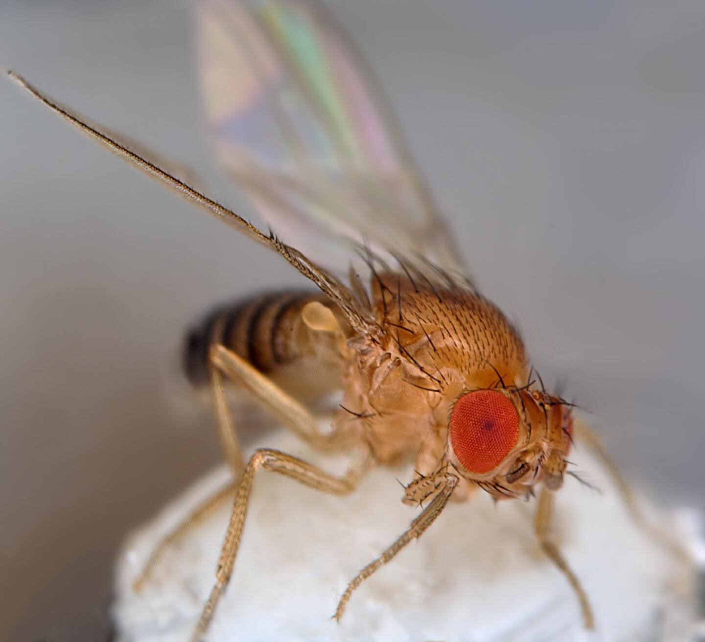 Genome-wide Study In Fruit Flies To Identify Genetic Risk, 47% OFF