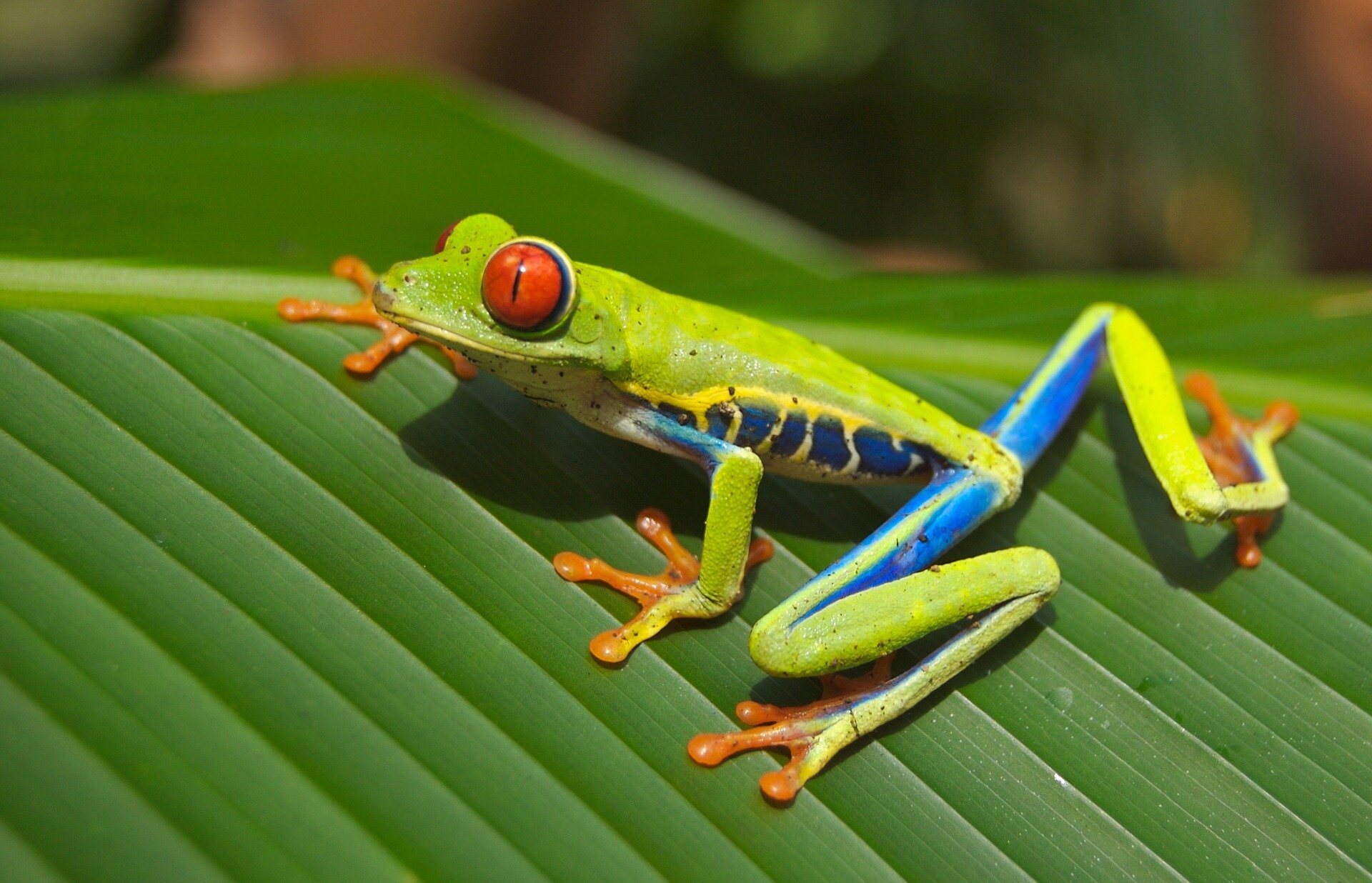 New gene-editing kit puts the power of frog growth into citizen