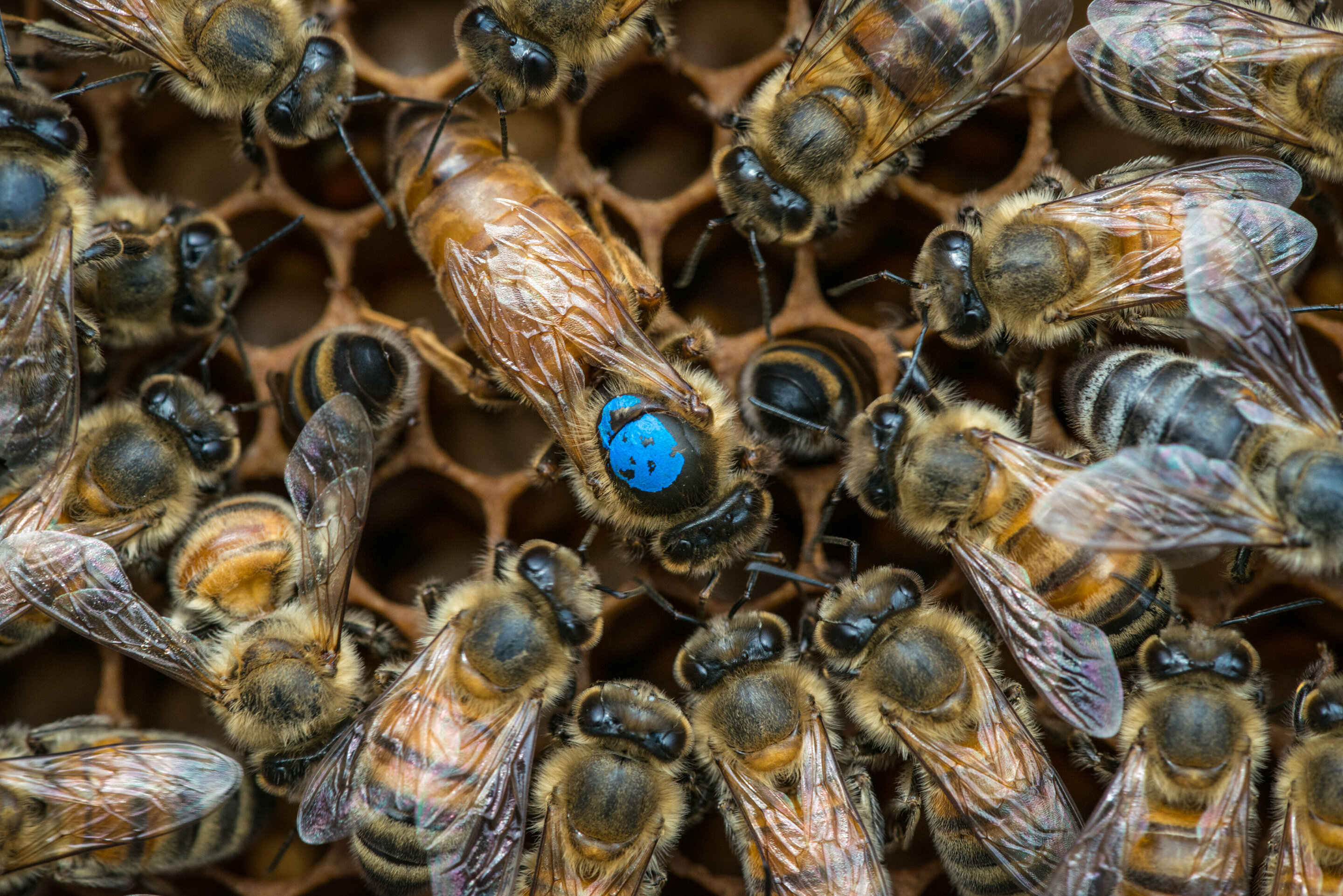 Пчелиная семья. Пчелиная матка. Королева пчел. Queen Bee. Пчела и ее родственники.