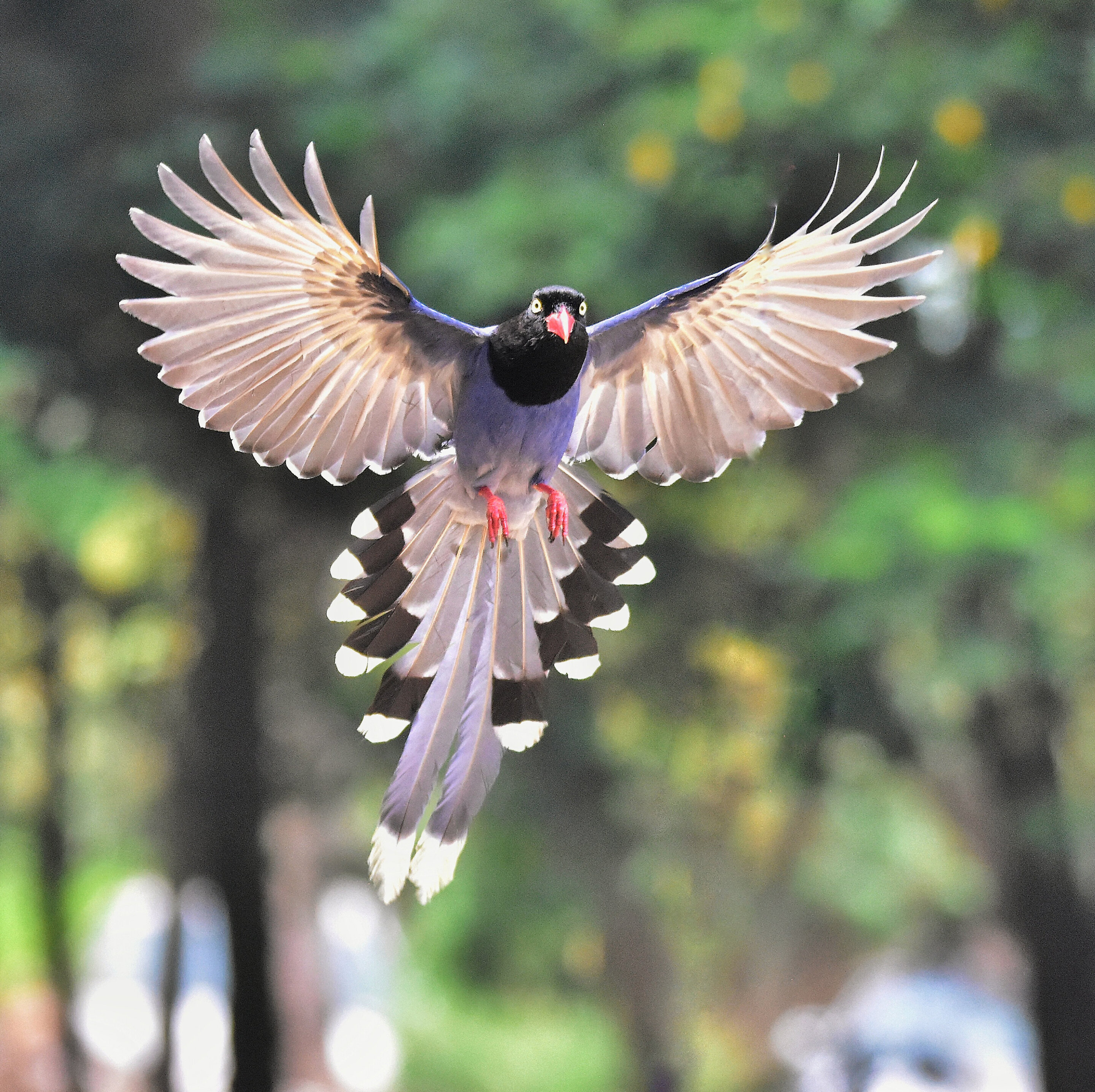 Researchers show how feathers propel birds through air and history