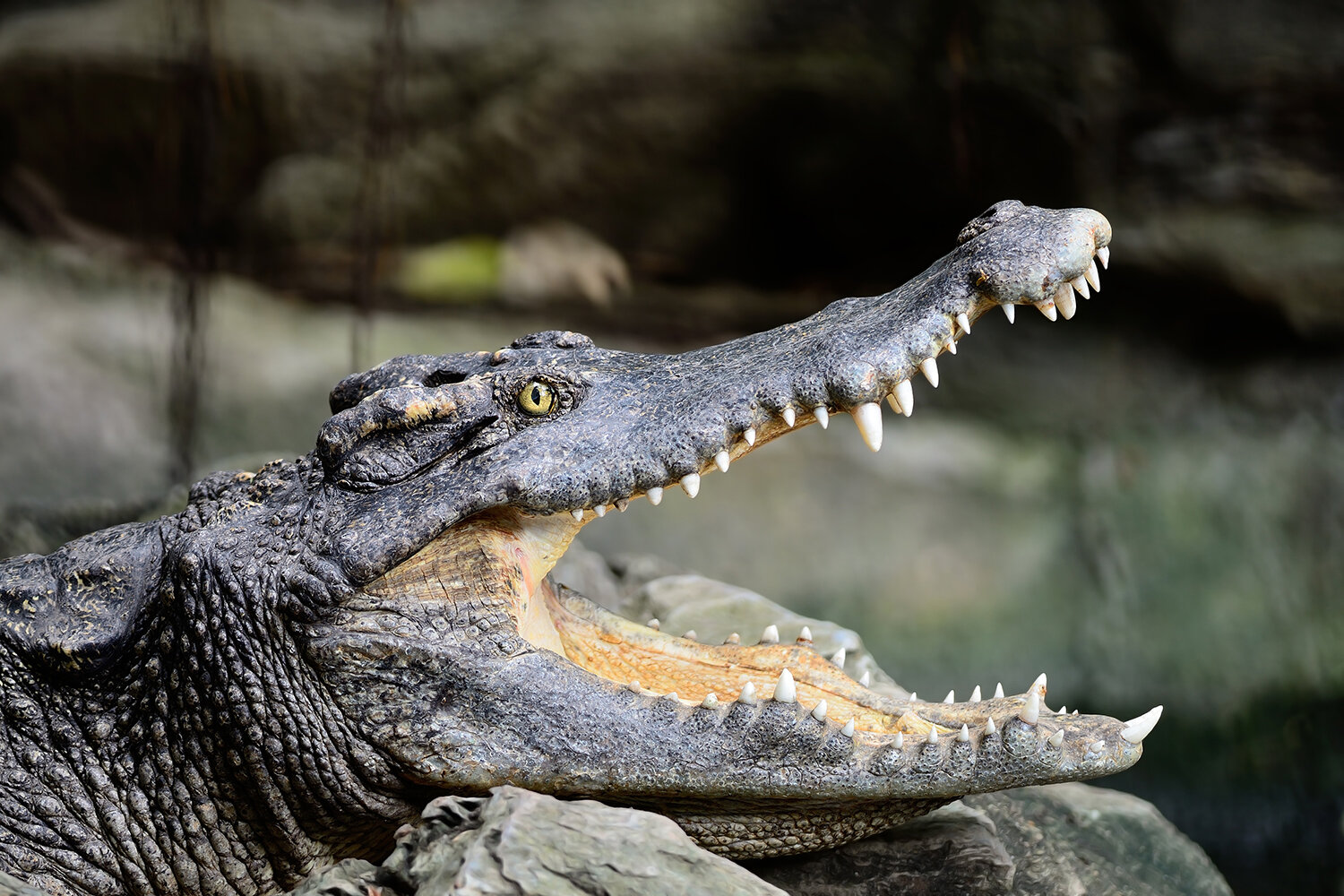 Giant dwarf crocodile species discovered that may have eaten human  ancestors 18 million years ago