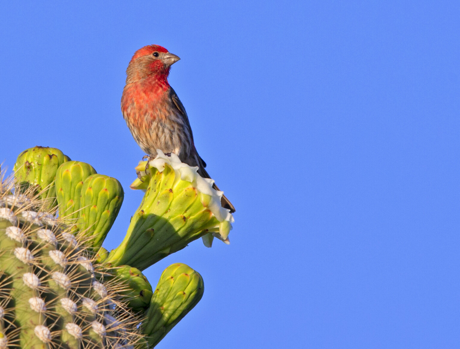 Colorful bird feathers may explain evolution paradox - Futurity