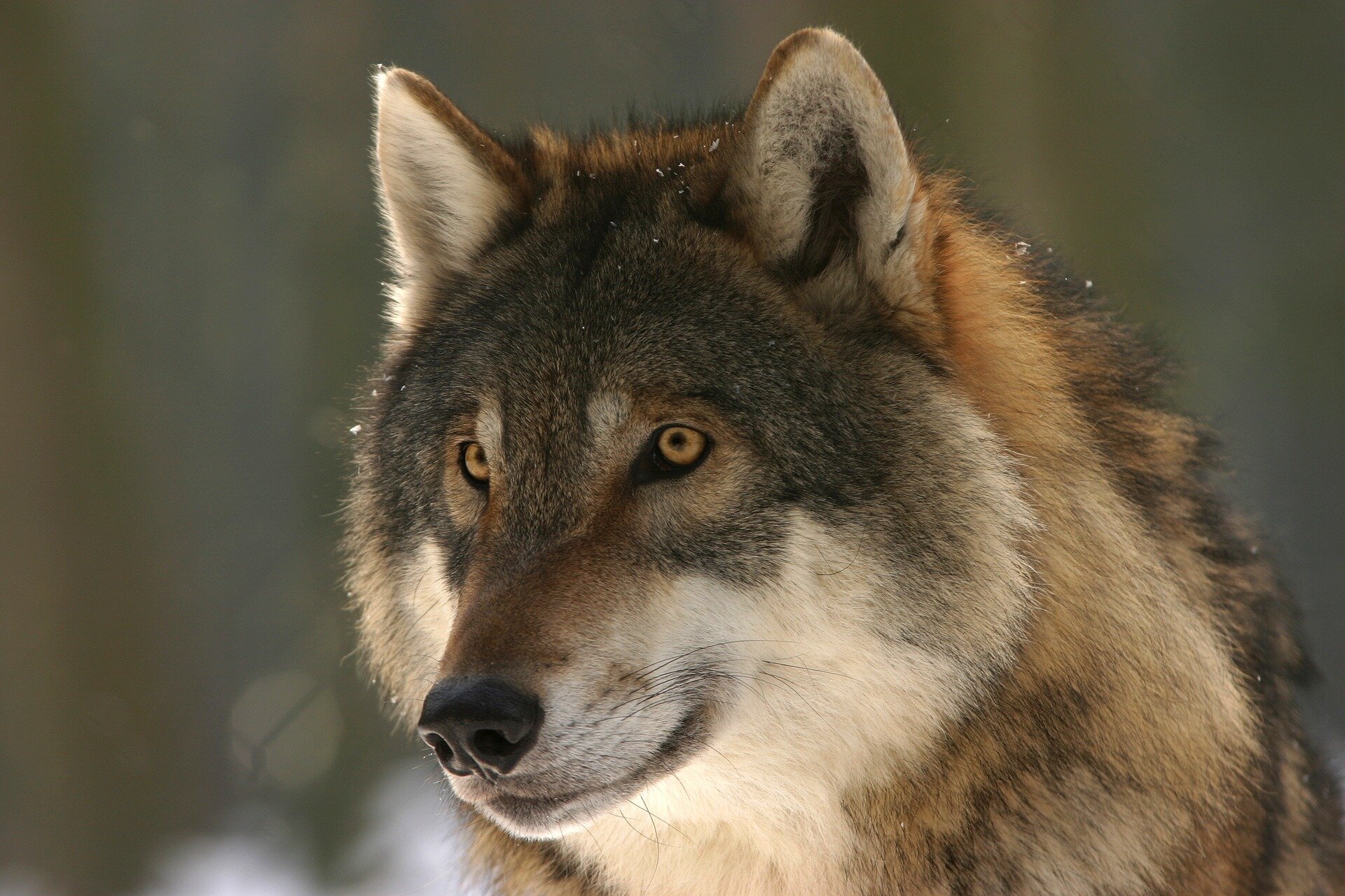 How wolf personalities can alter wetlands